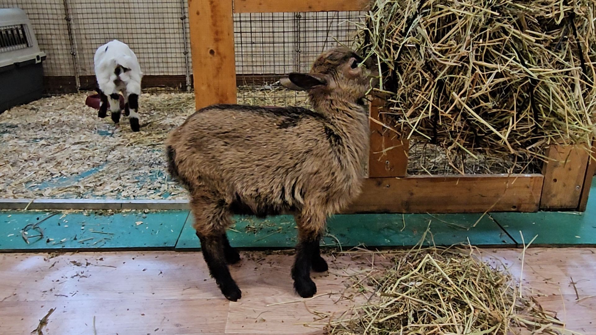 зоопарк, коза, животные,