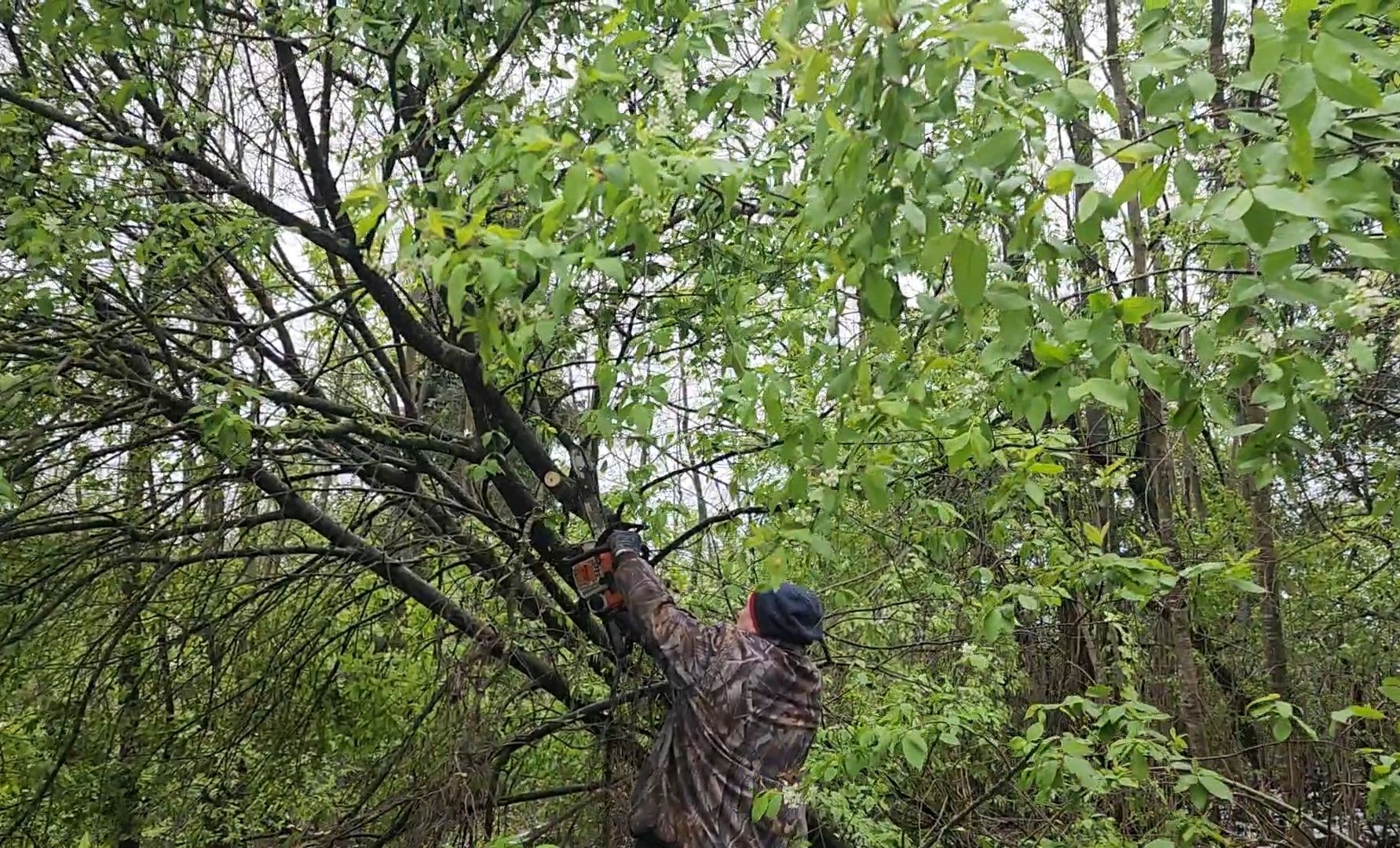 дерево, ураган, уборка,