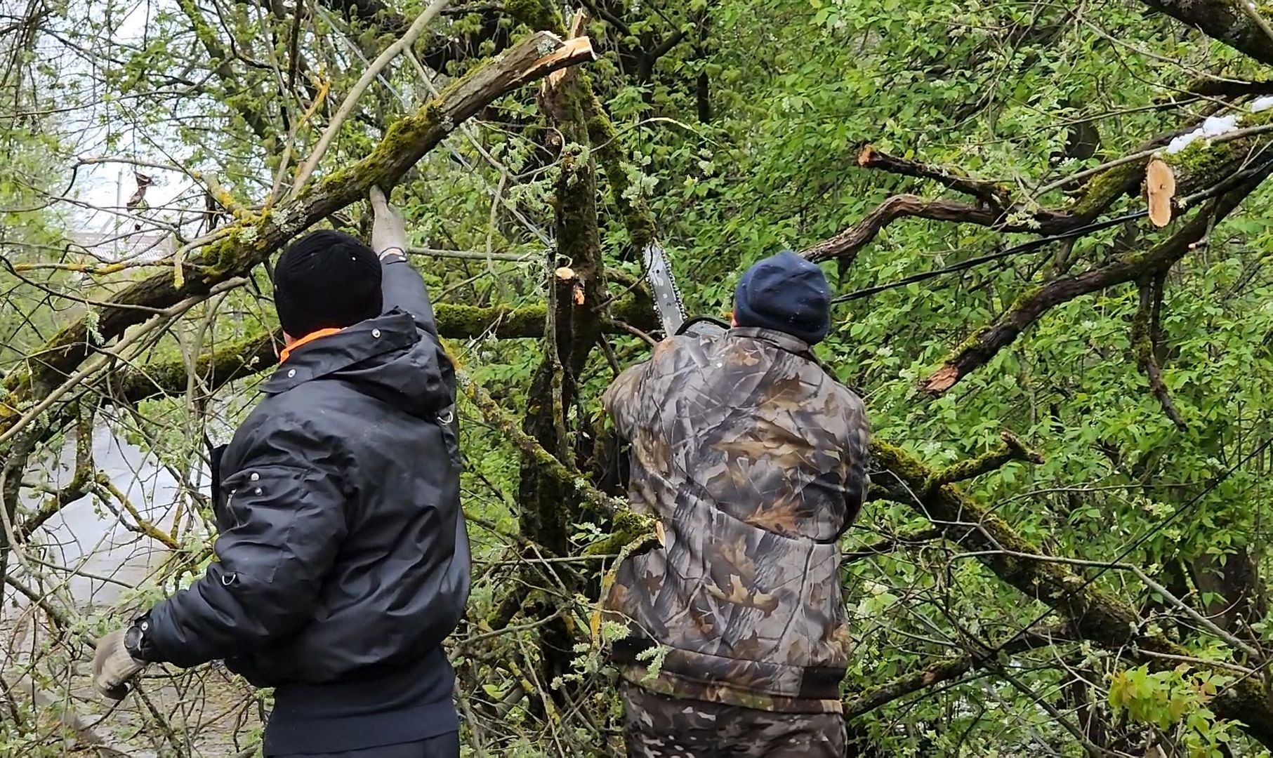 дерево, ураган, уборка,