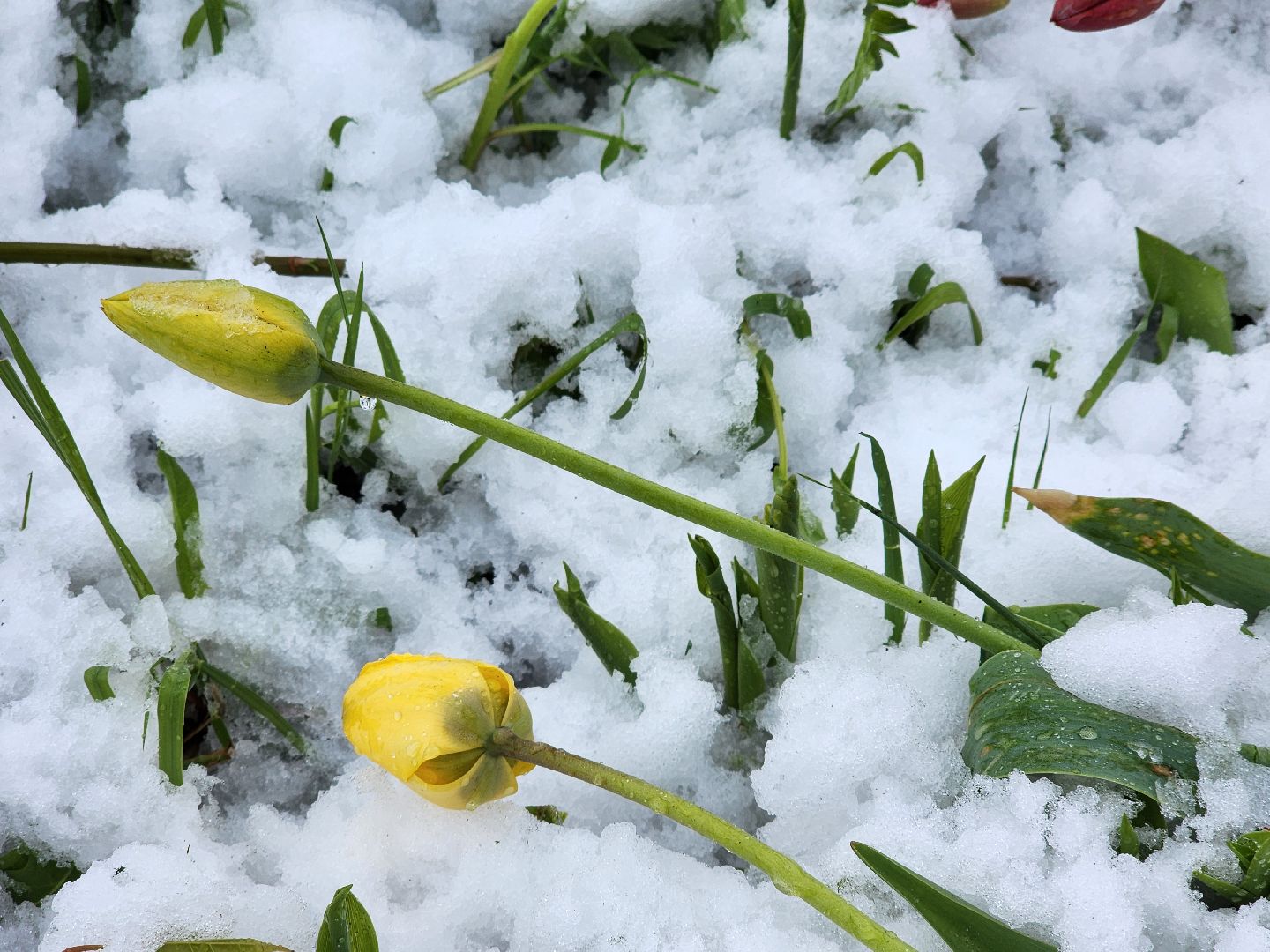 талицы, отключение света, снегопад, скандинавский циклон,