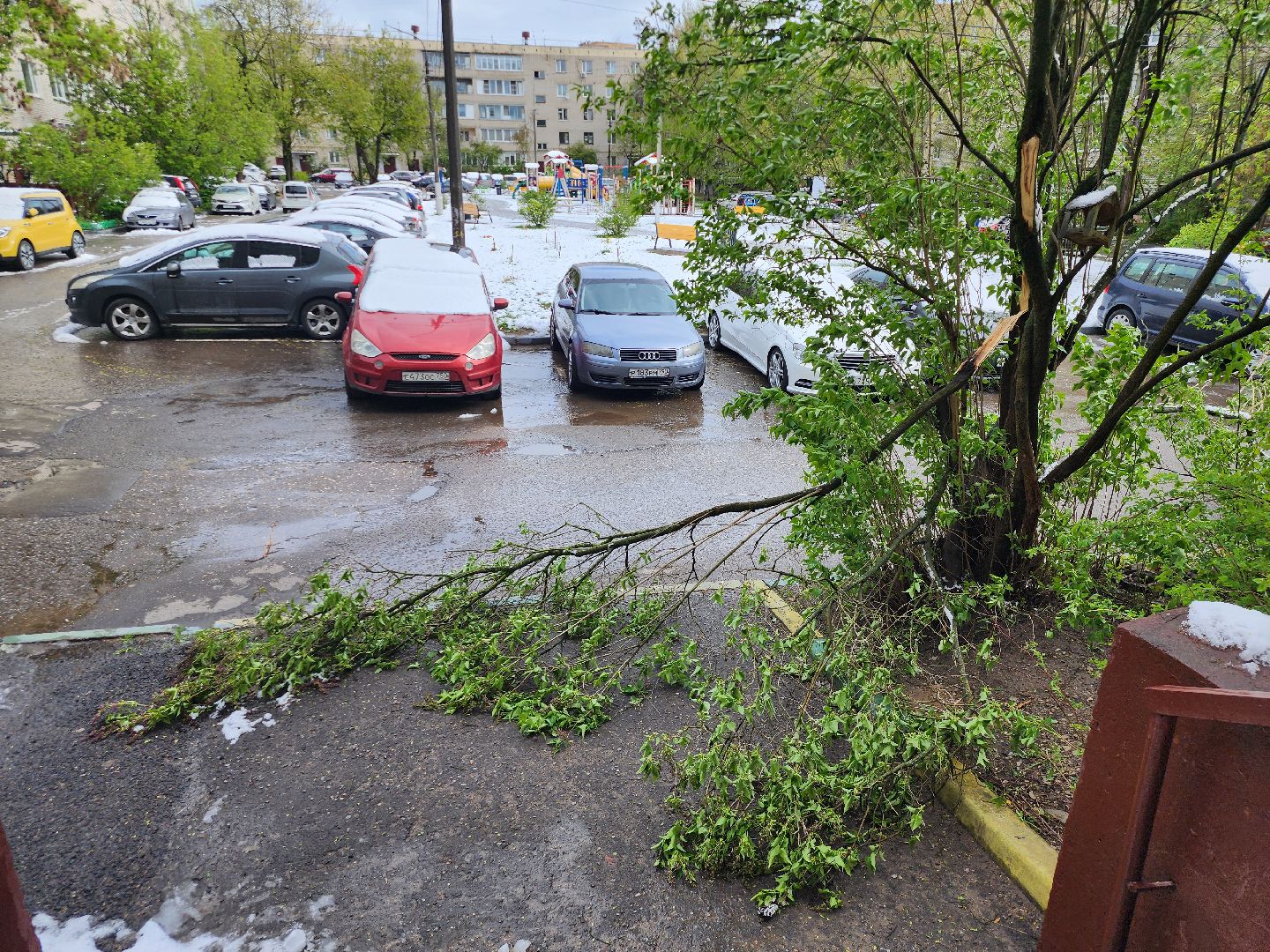 Истра, коммунальная служба, спил деревьев,