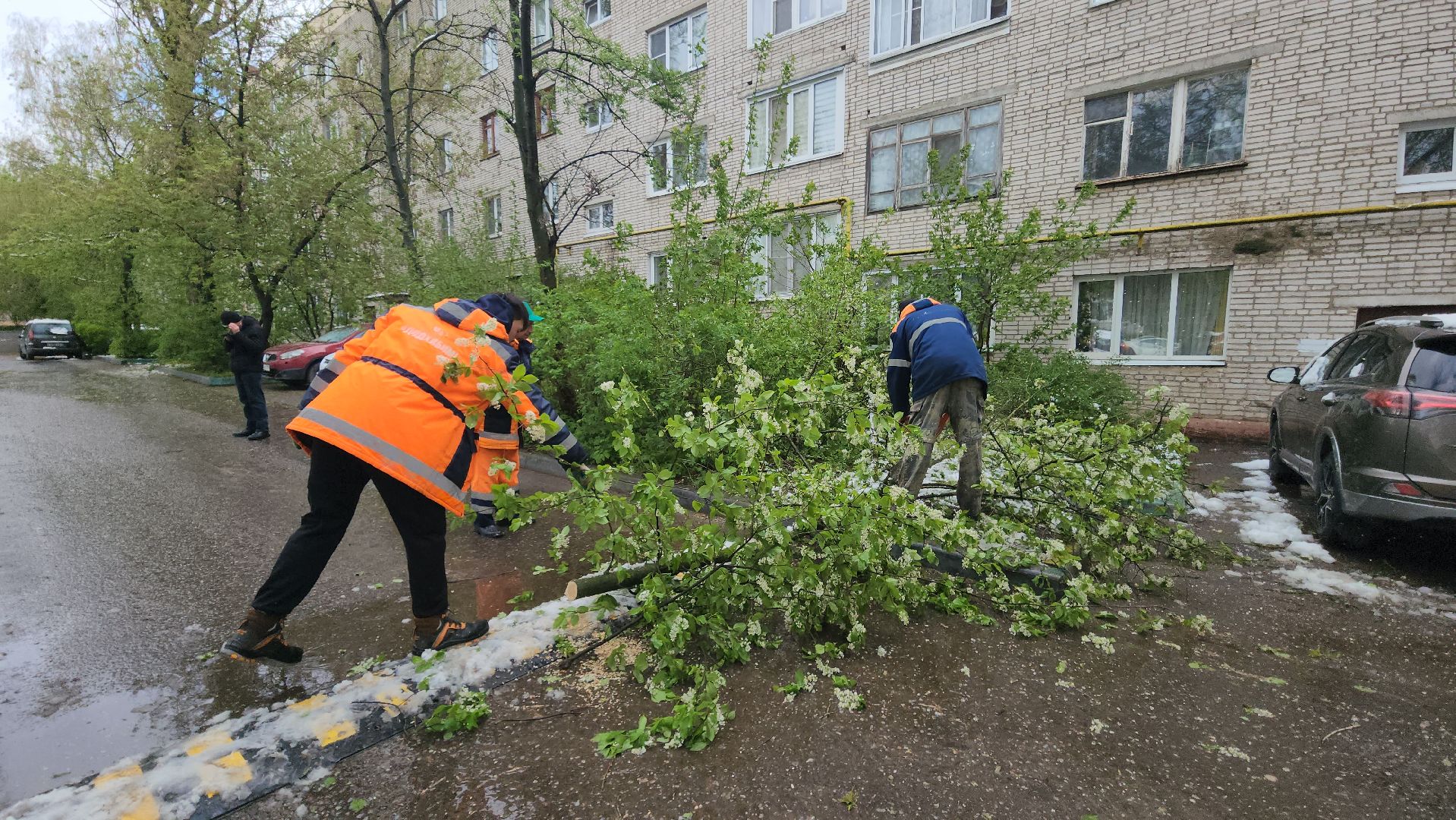 Истра, коммунальная служба, спил деревьев,