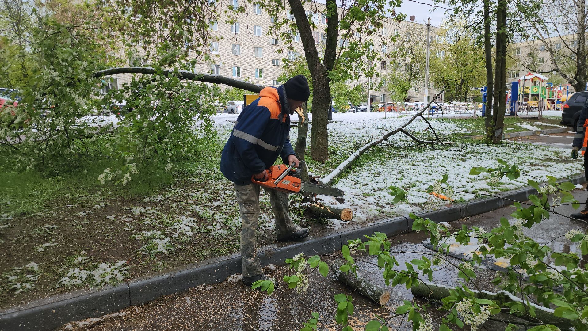 Истра, коммунальная служба, спил деревьев,