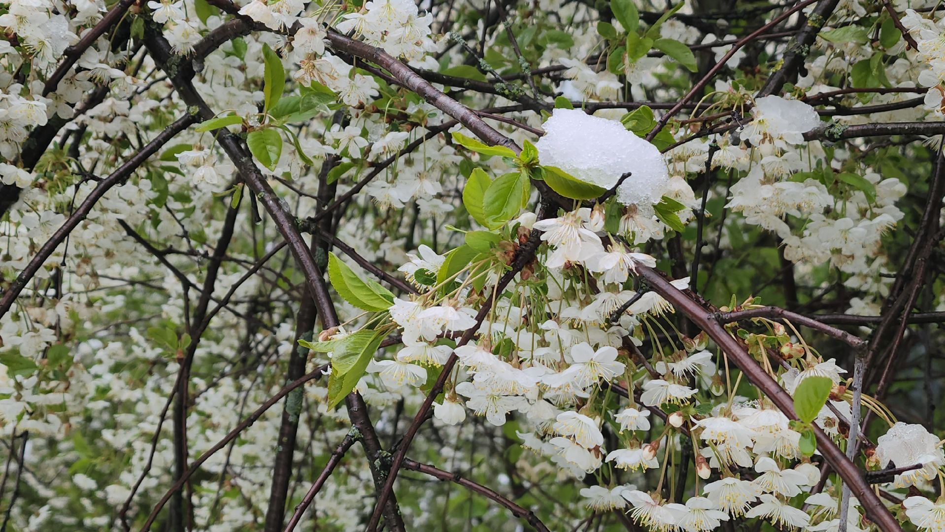 красногорск, снегопад, май, скандинавский циклон, ураган,