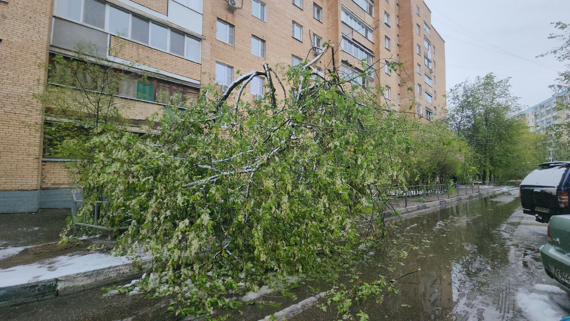 красногорск, снегопад, май, скандинавский циклон, ураган,