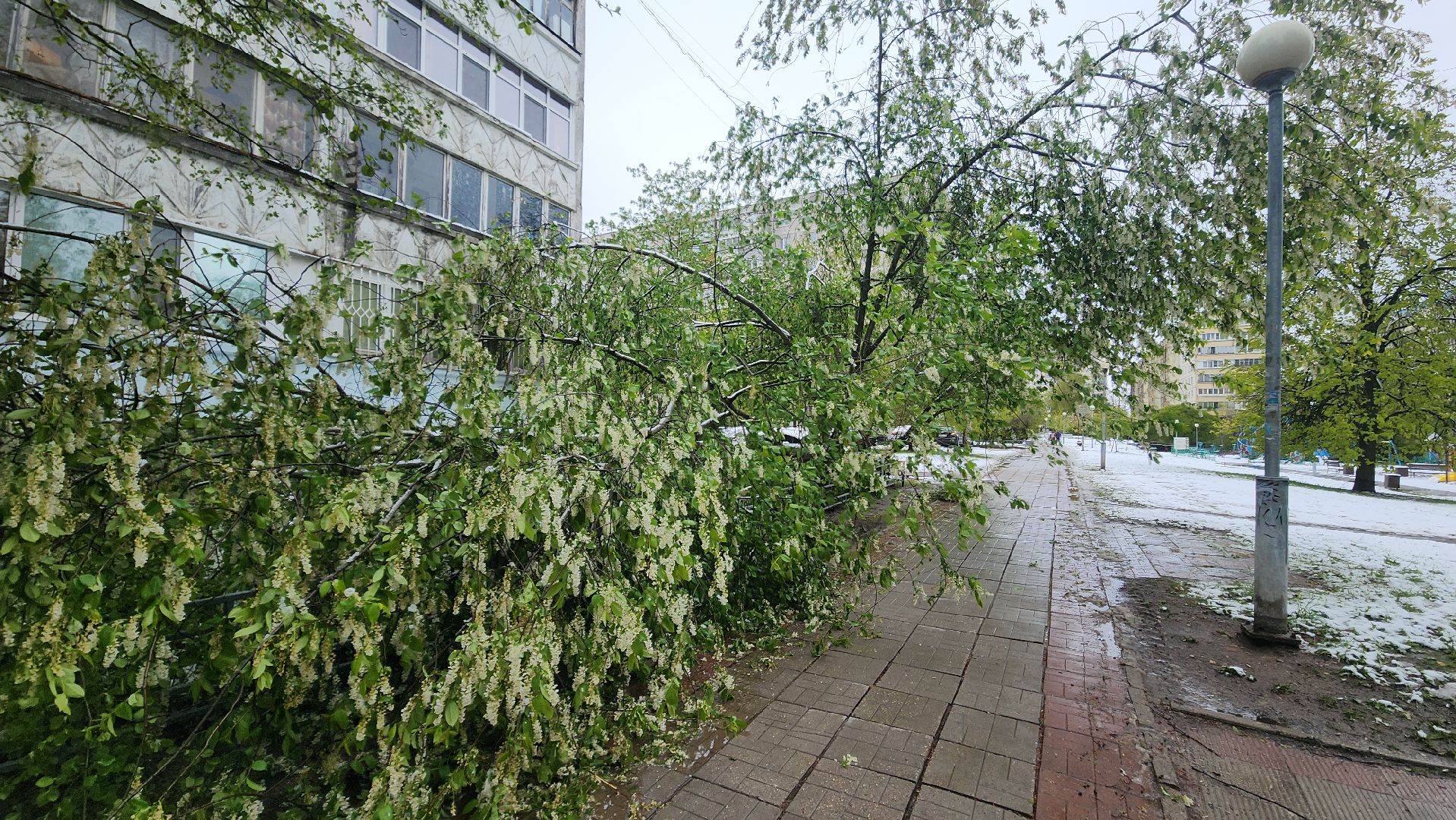 красногорск, снегопад, май, скандинавский циклон, ураган,