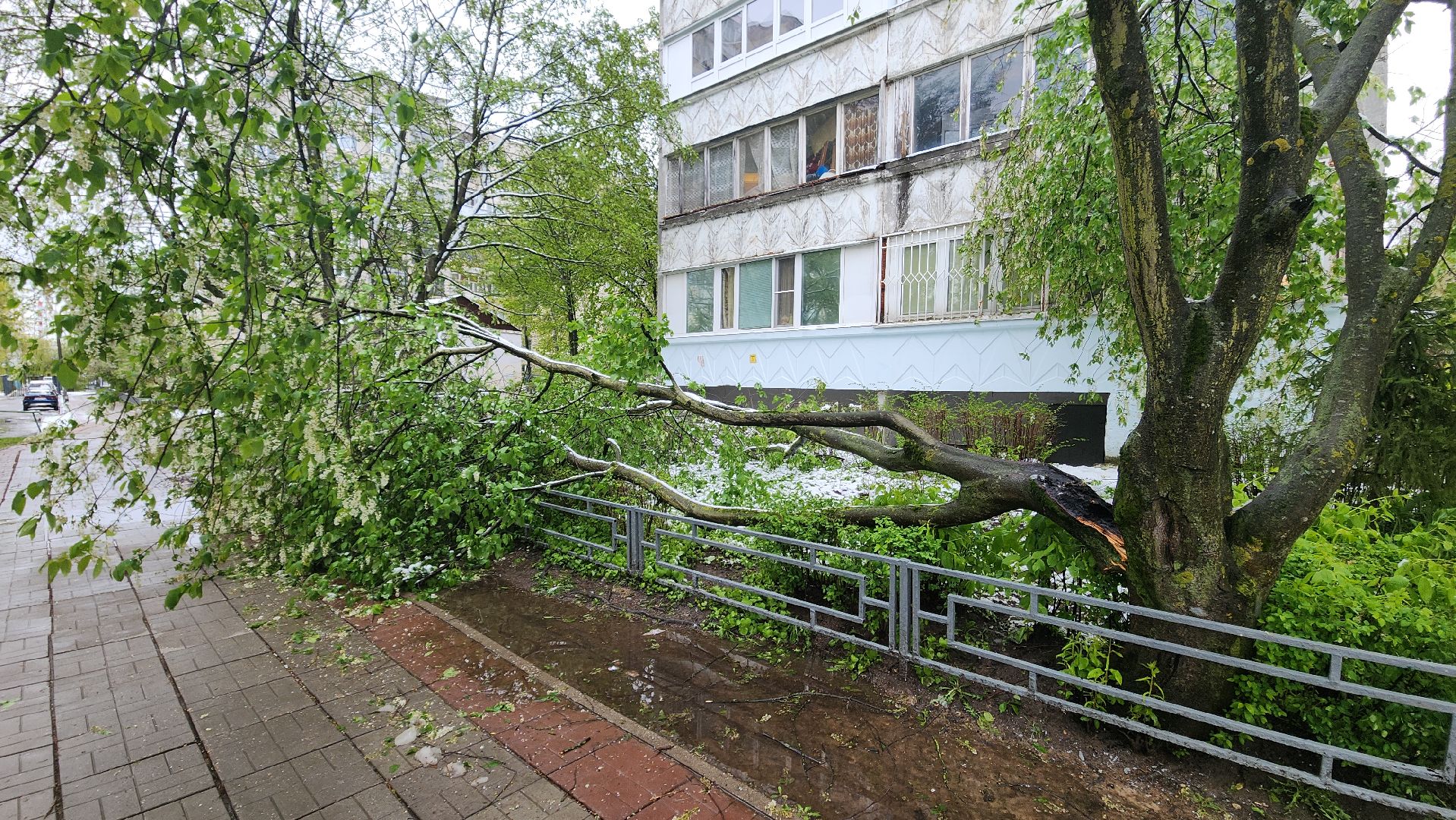 красногорск, снегопад, май, скандинавский циклон, ураган,