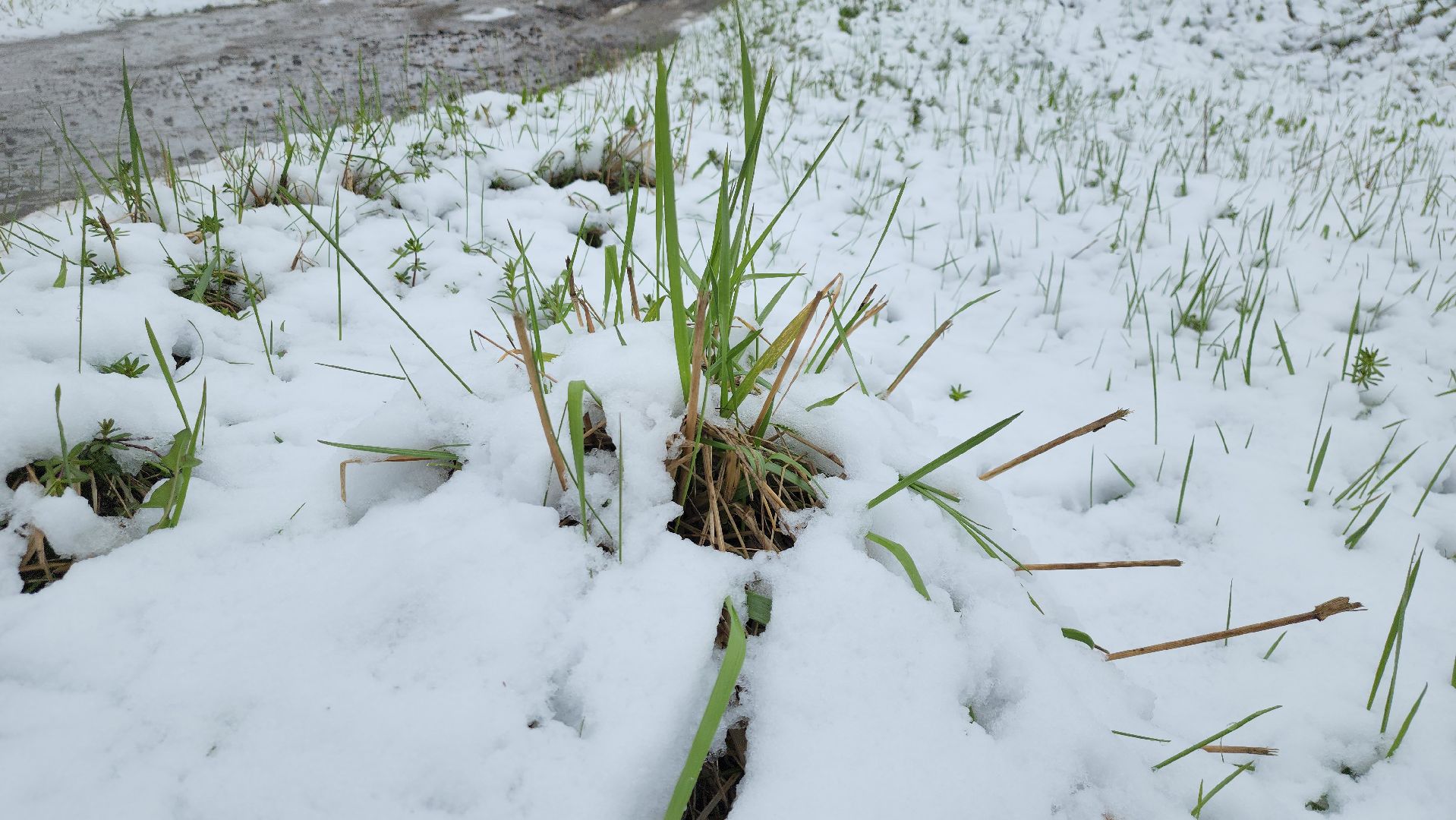 щёлково, снегопад, майский снег, Североатлантический циклон,
