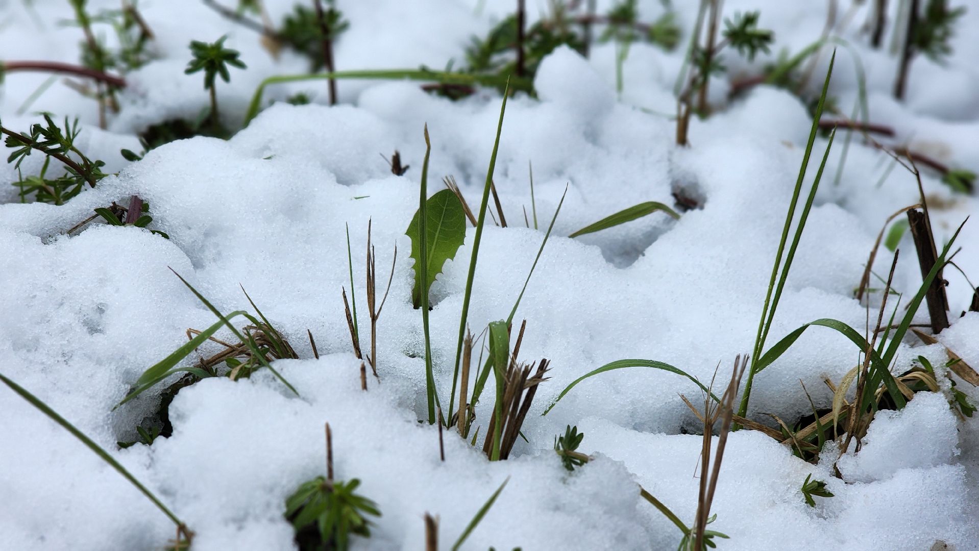 щёлково, снегопад, майский снег, Североатлантический циклон,