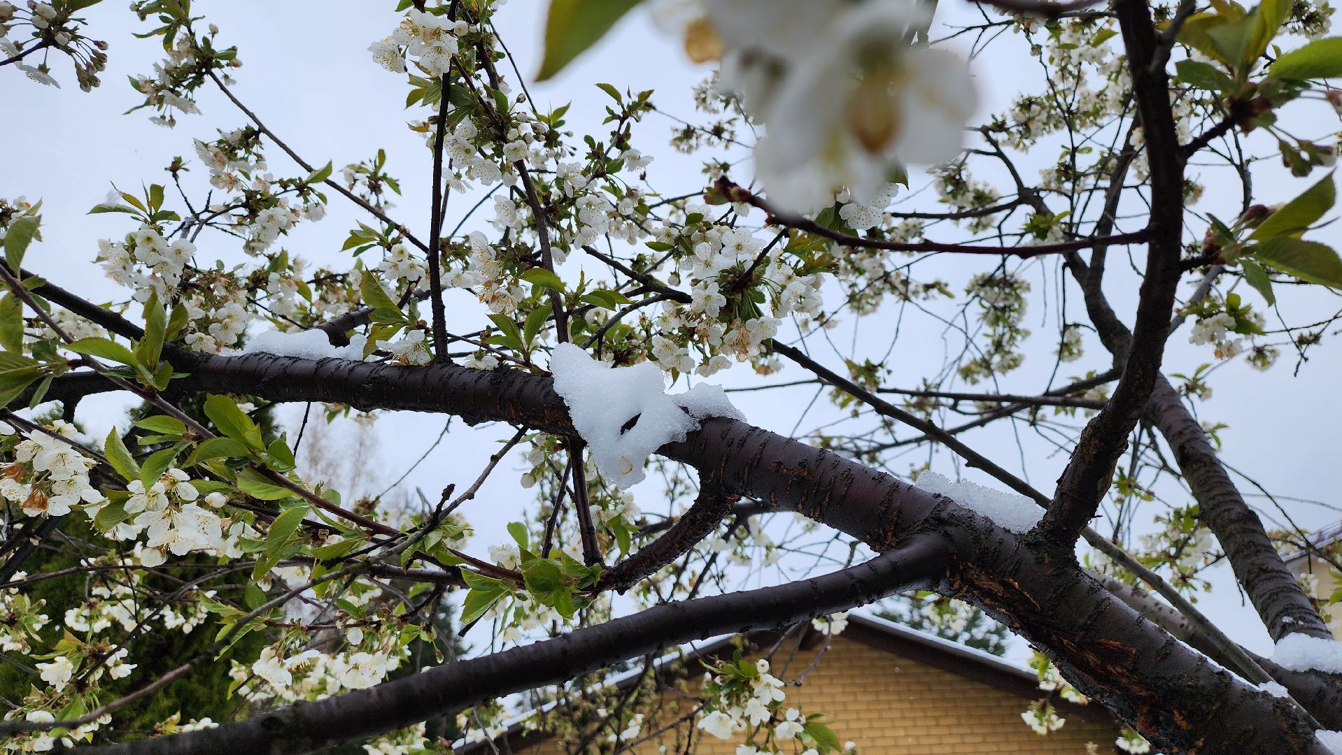 щёлково, снегопад, майский снег, Североатлантический циклон,