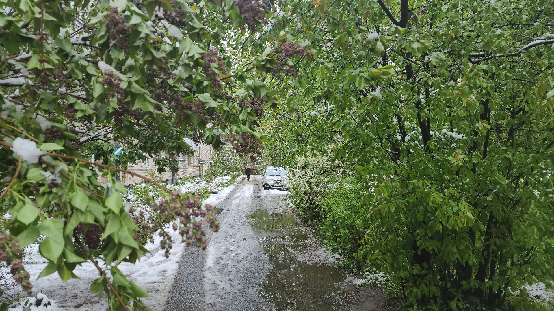 пушкино, снегопад, коммунальная служба,коммунальная техника,