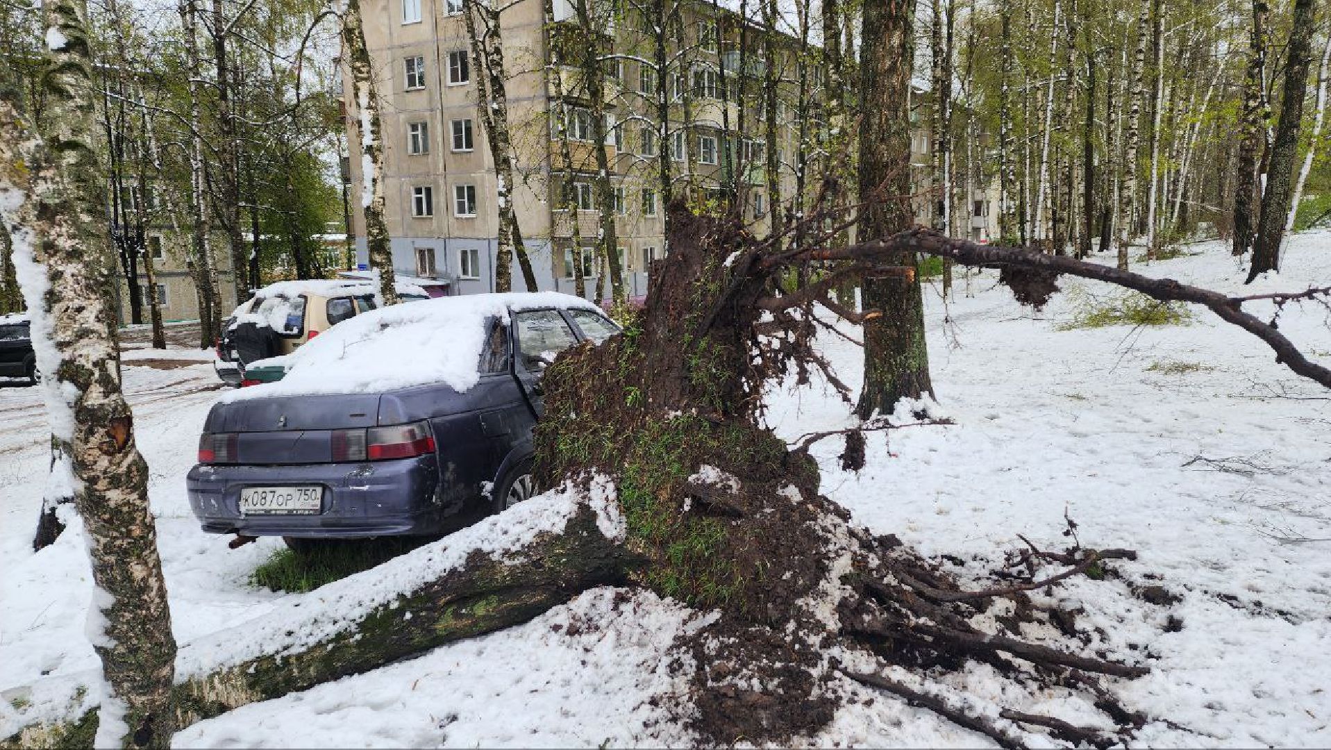 Дмитров, ЧП, Скандинавский циклон, Благоустройство,