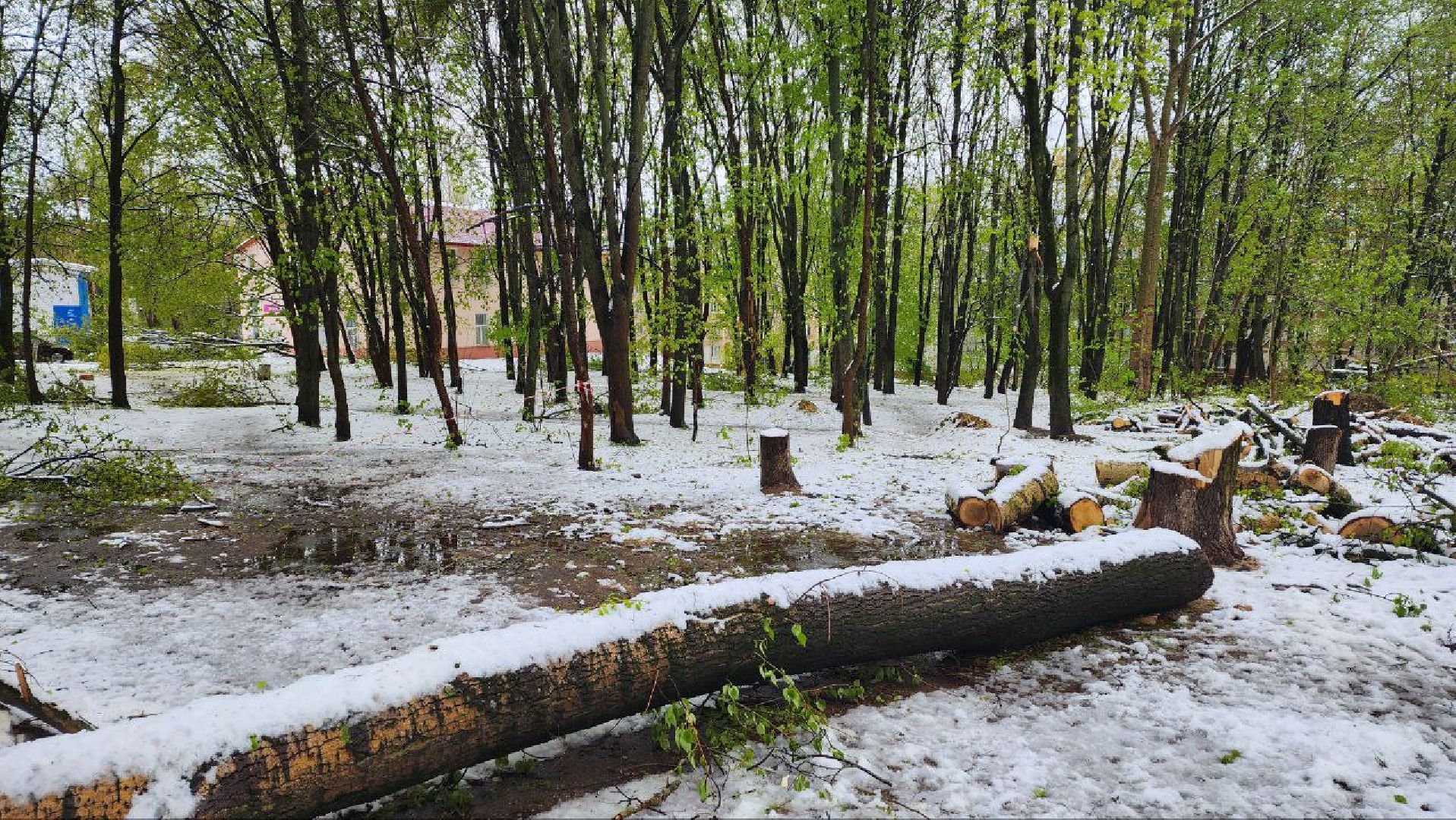 Дмитров, ЧП, Скандинавский циклон, Благоустройство,