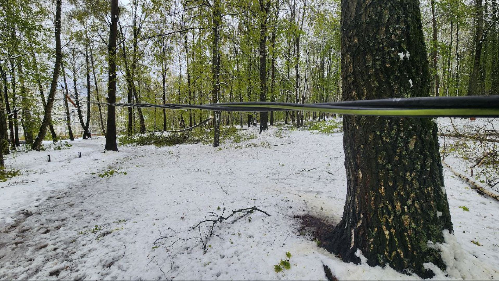 Дмитров, ЧП, Скандинавский циклон, Благоустройство,