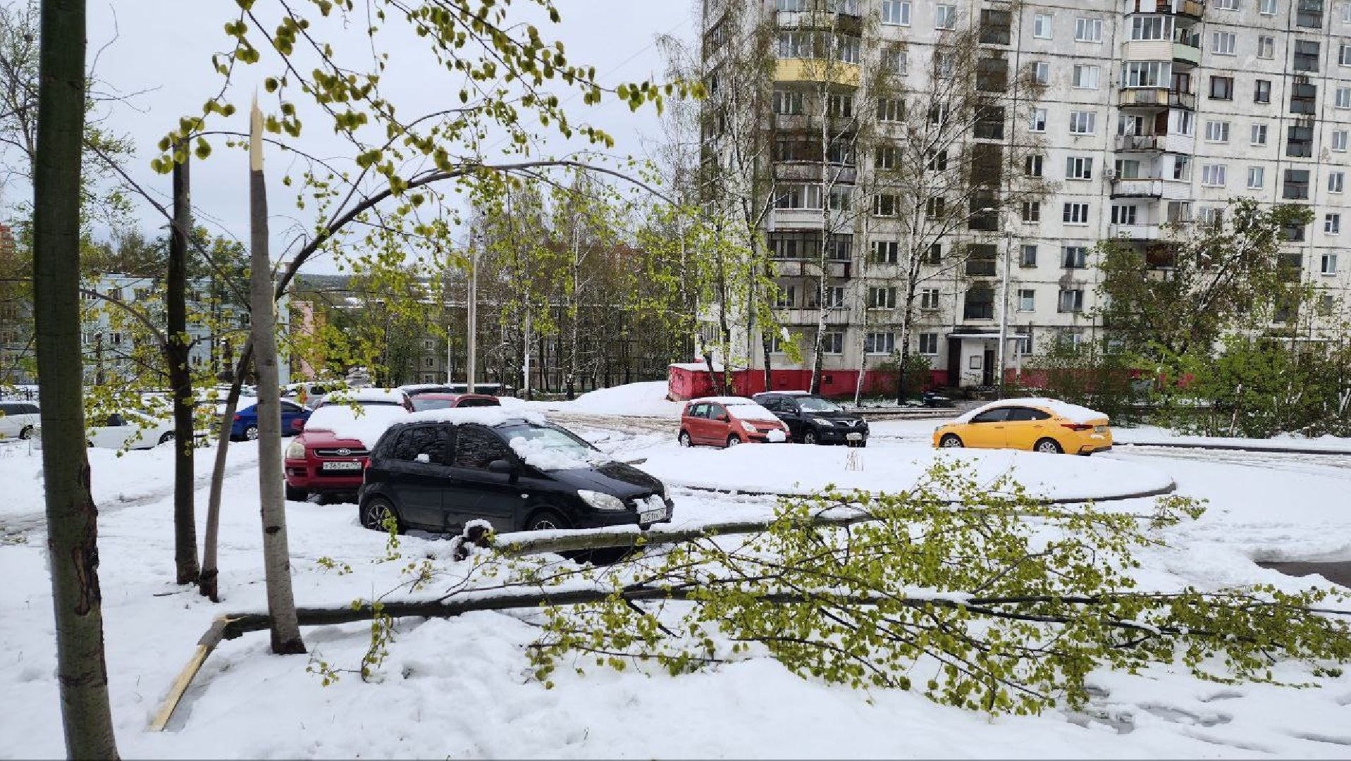Дмитров, ЧП, Скандинавский циклон, Благоустройство,