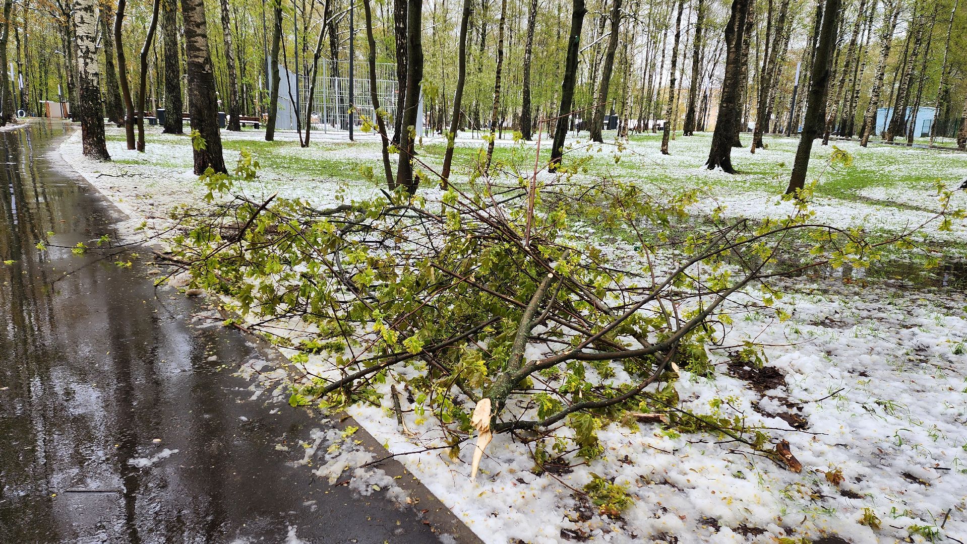 последствия непогоды, упавшие деревья, Лобня, Парк,