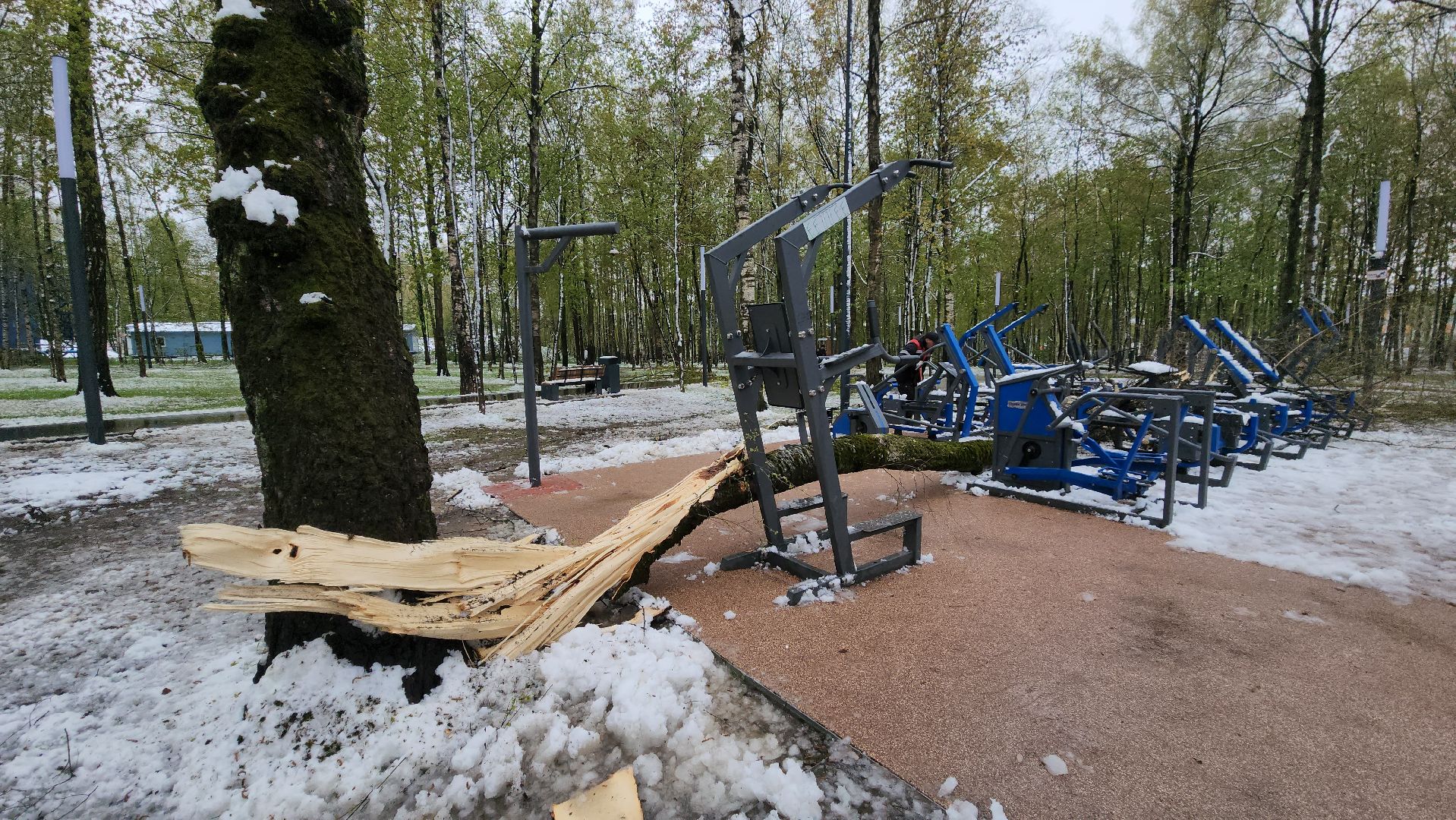 последствия непогоды, упавшие деревья, Лобня, Парк,