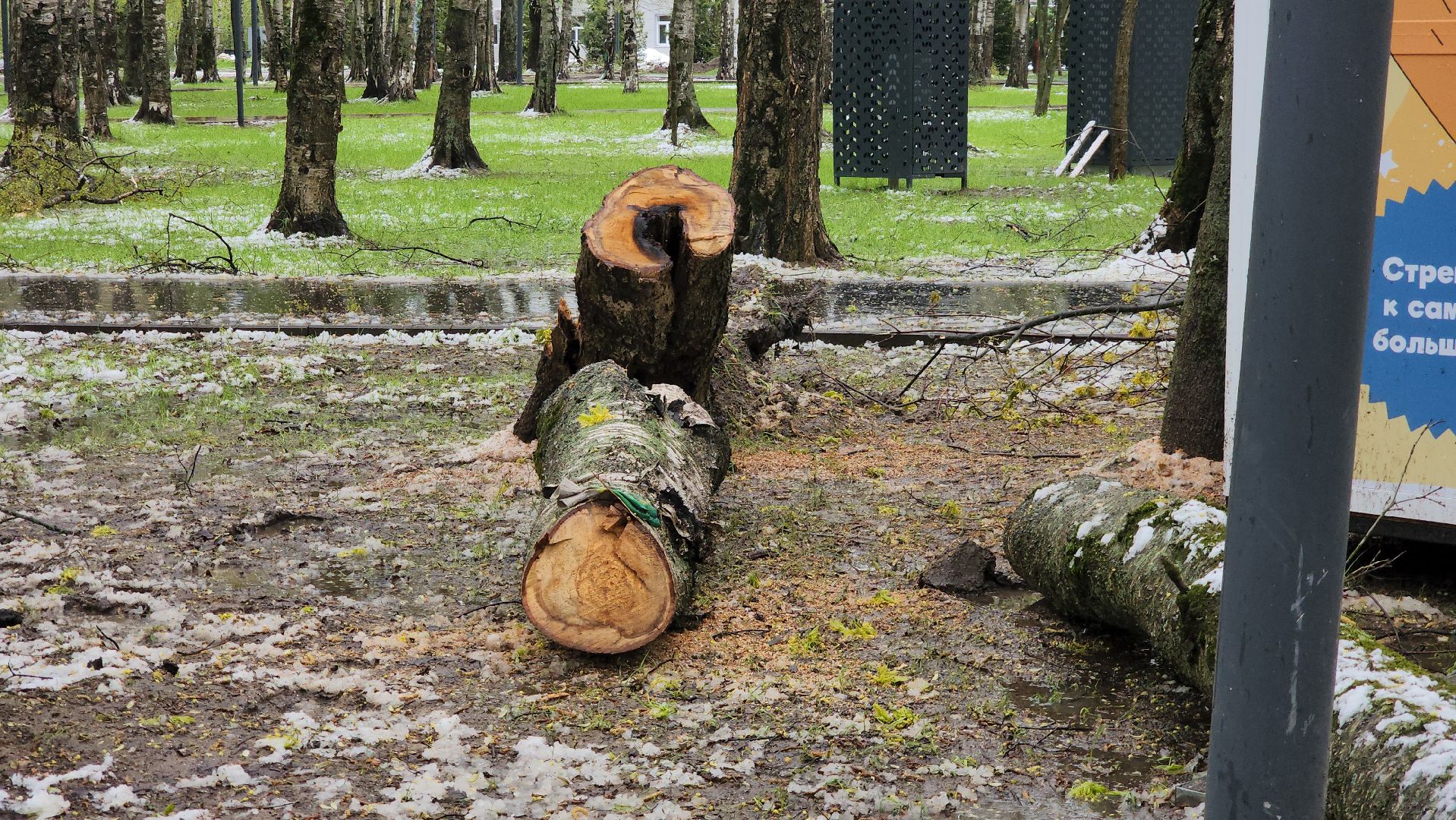 последствия непогоды, упавшие деревья, Лобня, Парк,