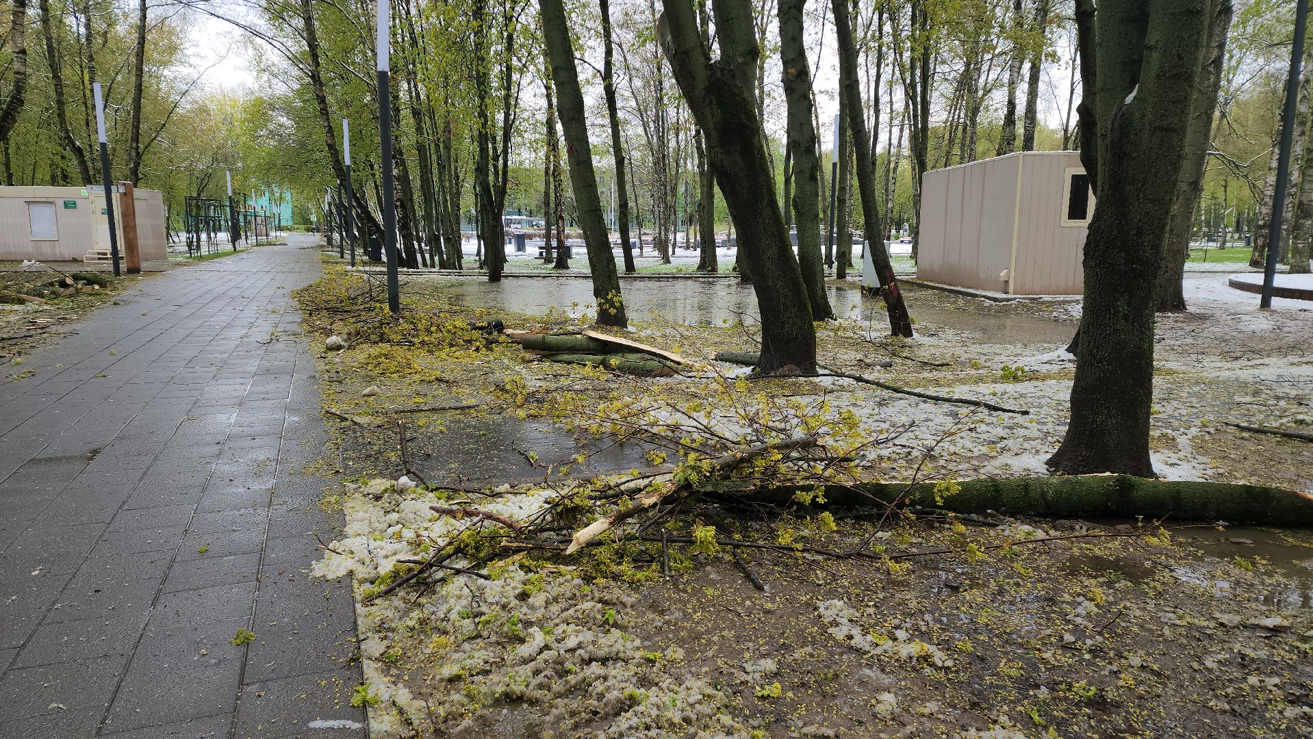 последствия непогоды, упавшие деревья, Лобня, Парк,
