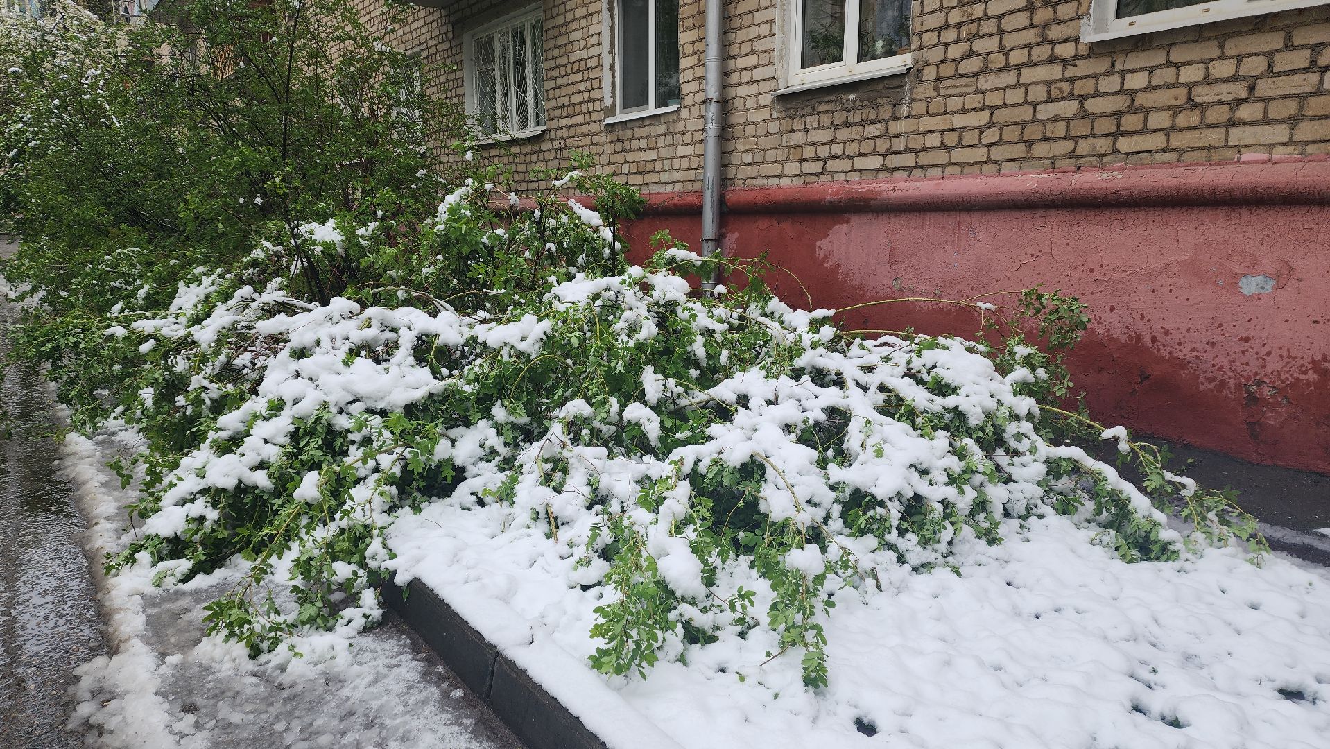 пушкино, ураган, снегопад, последствия непогоды, последствия снегопада, упало, упавшие деревья, коммунальная служба,