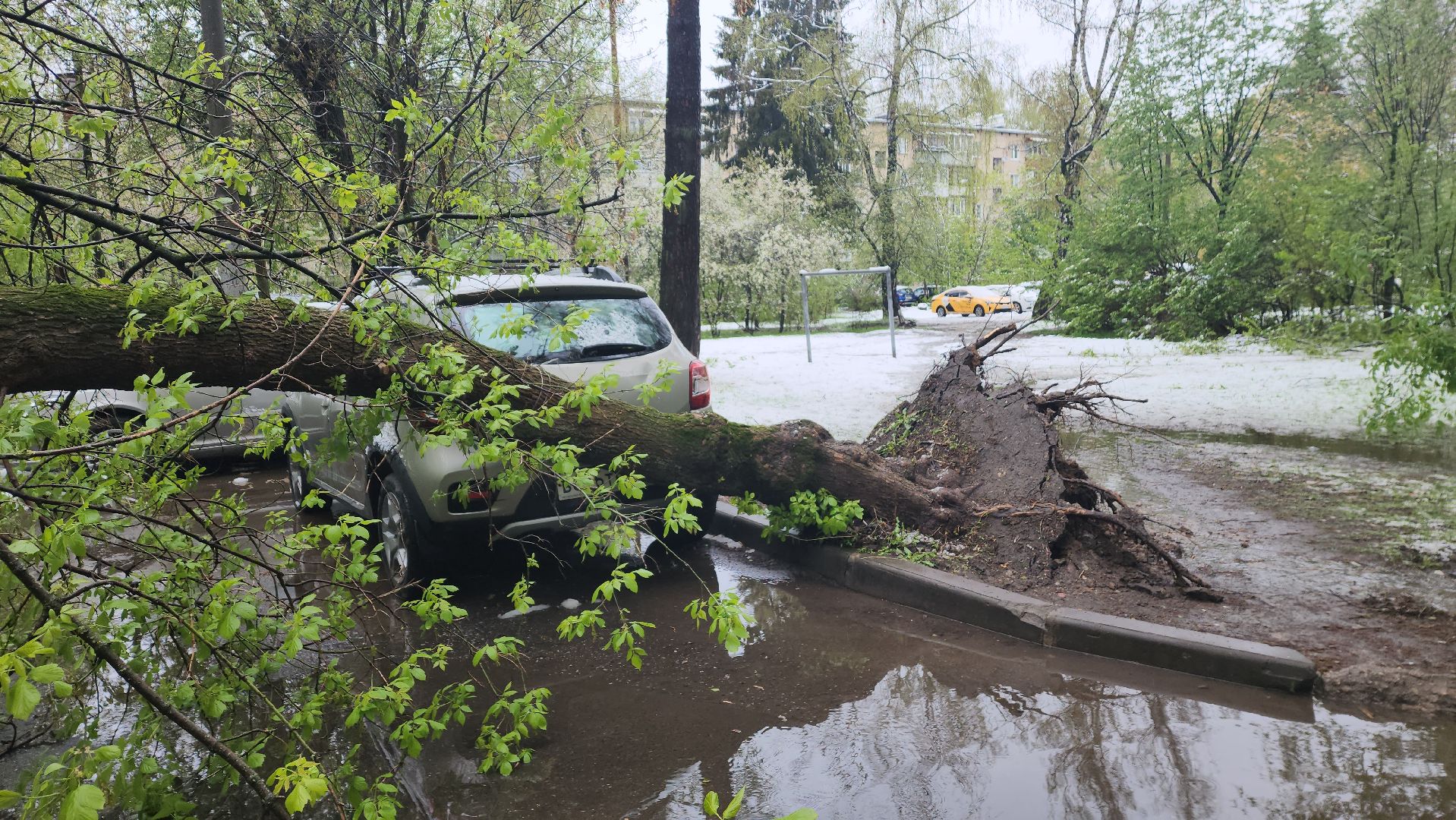 пушкино, ураган, снегопад, последствия непогоды, последствия снегопада, упало, упавшие деревья, коммунальная служба,