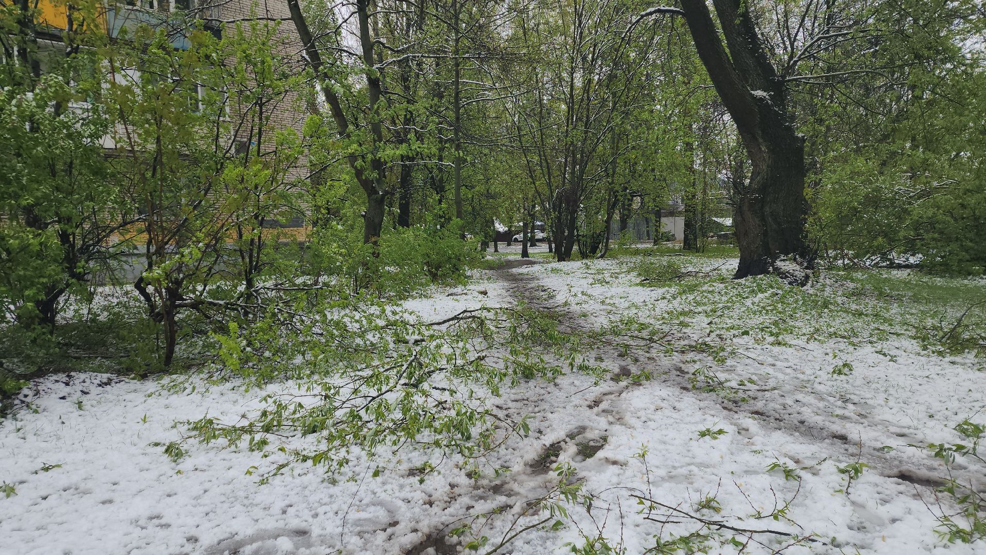 пушкино, ураган, снегопад, последствия непогоды, последствия снегопада, упало, упавшие деревья, коммунальная служба,