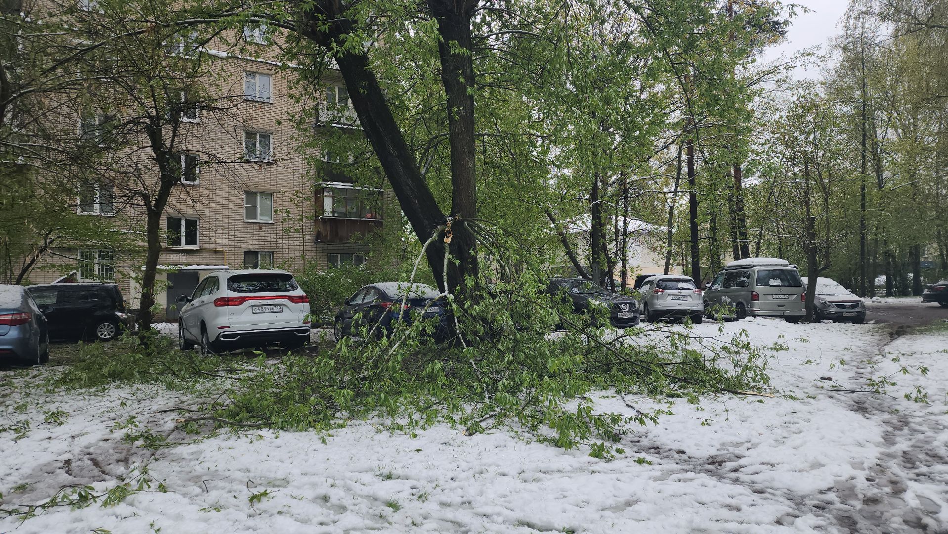 пушкино, ураган, снегопад, последствия непогоды, последствия снегопада, упало, упавшие деревья, коммунальная служба,