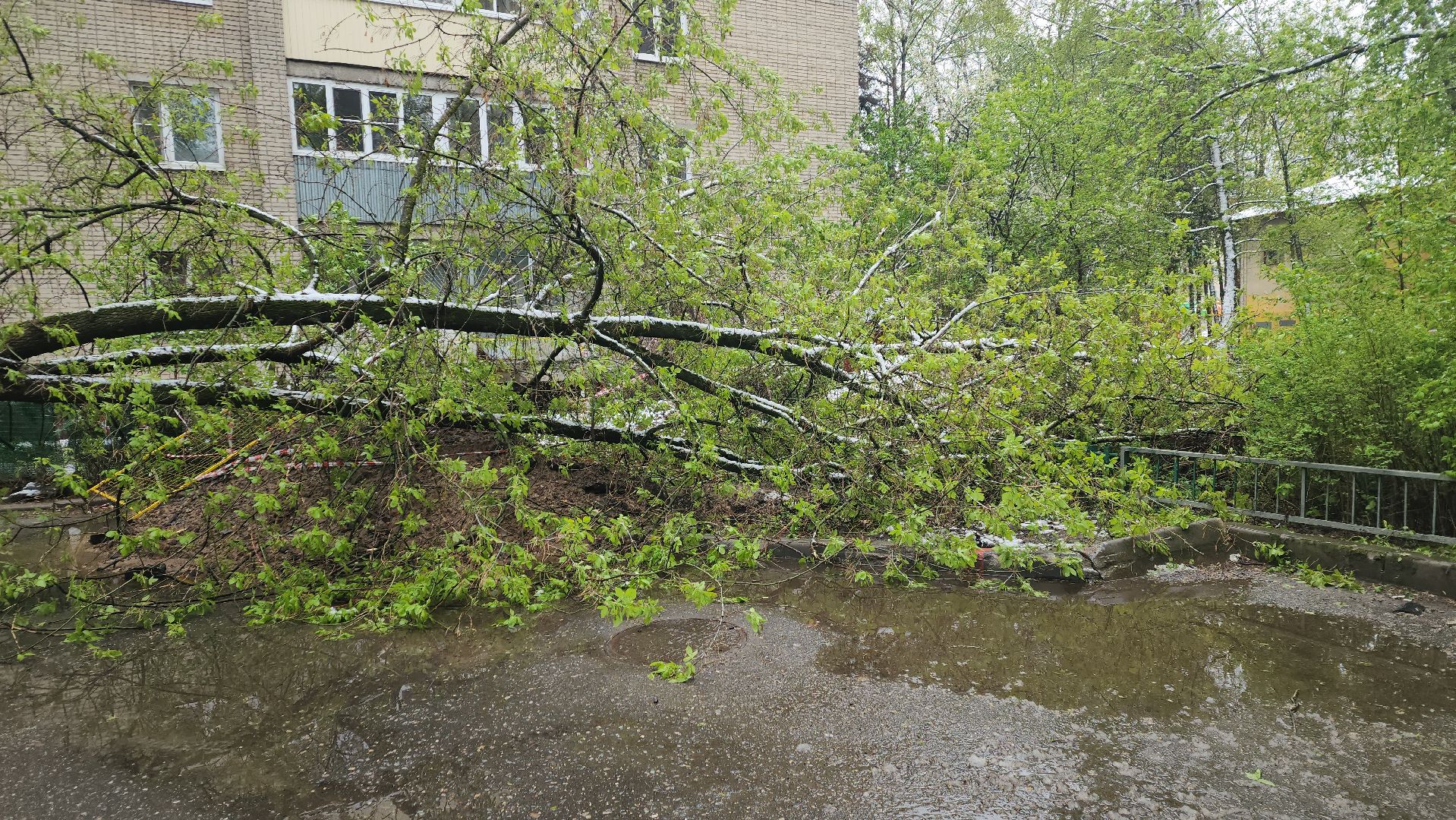 пушкино, ураган, снегопад, последствия непогоды, последствия снегопада, упало, упавшие деревья, коммунальная служба,