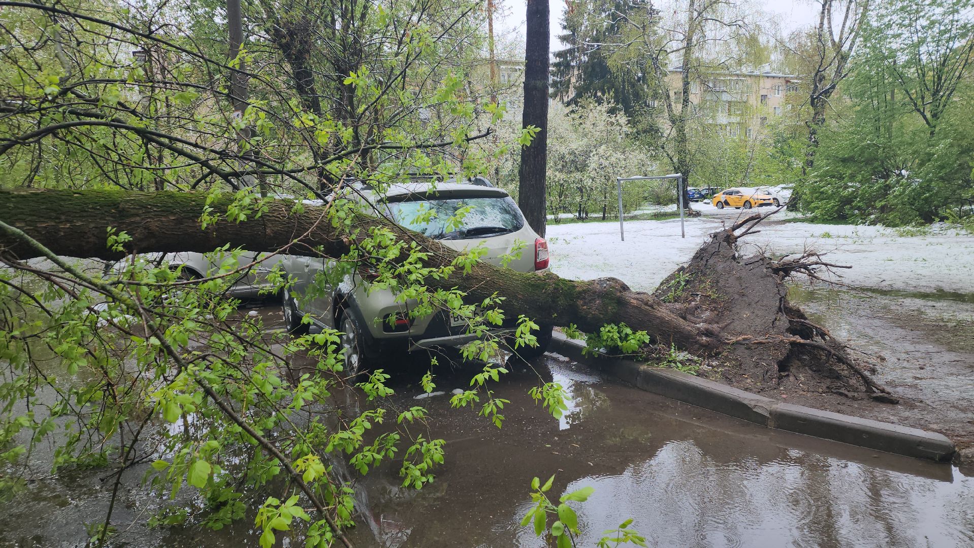 пушкино, ураган, снегопад, последствия непогоды, последствия снегопада, упало, упавшие деревья, коммунальная служба,