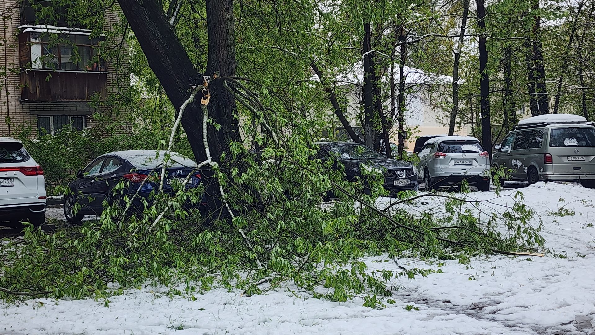 пушкино, ураган, снегопад, последствия непогоды, последствия снегопада, упало, упавшие деревья, коммунальная служба,