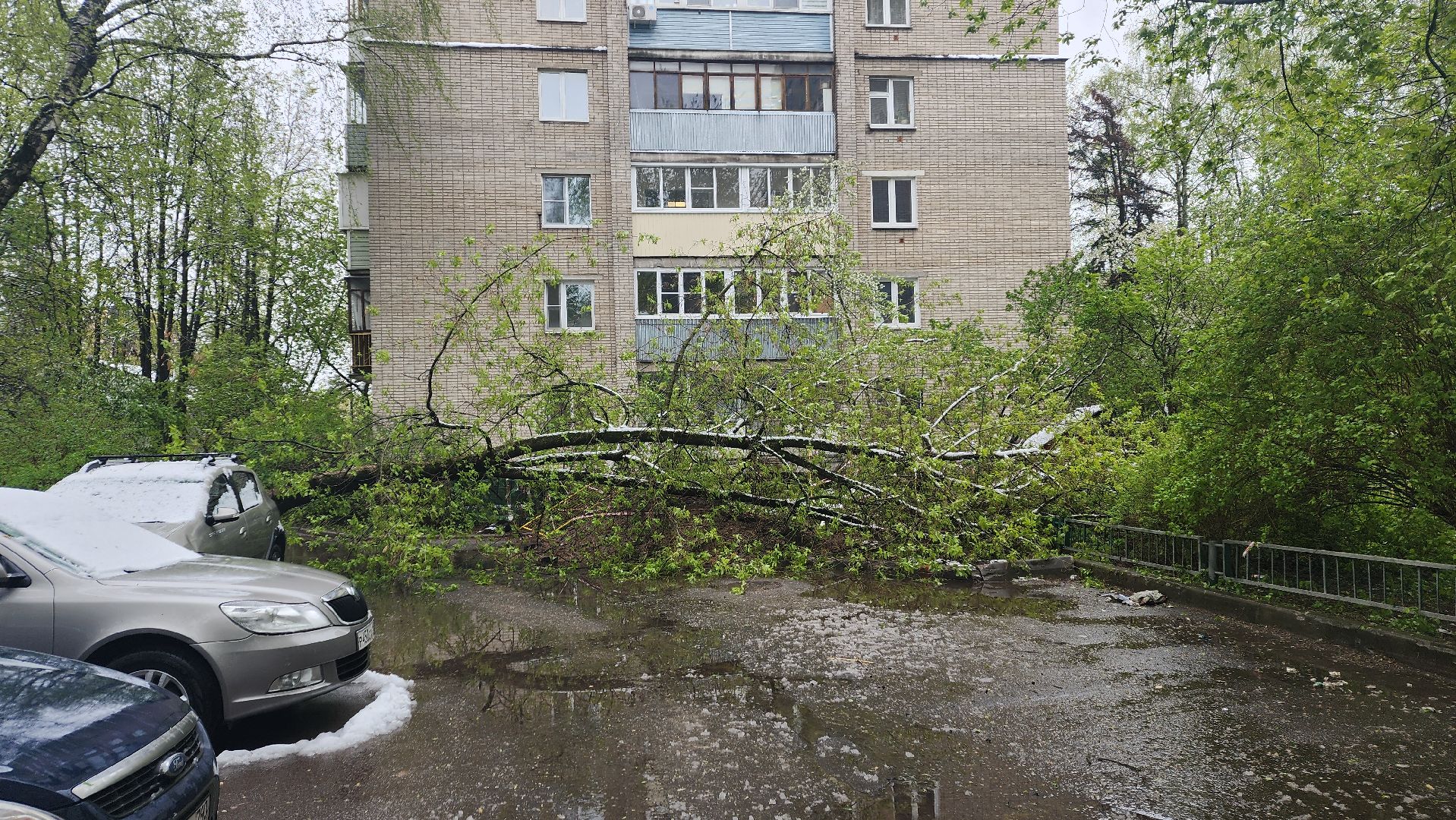 пушкино, ураган, снегопад, последствия непогоды, последствия снегопада, упало, упавшие деревья, коммунальная служба,