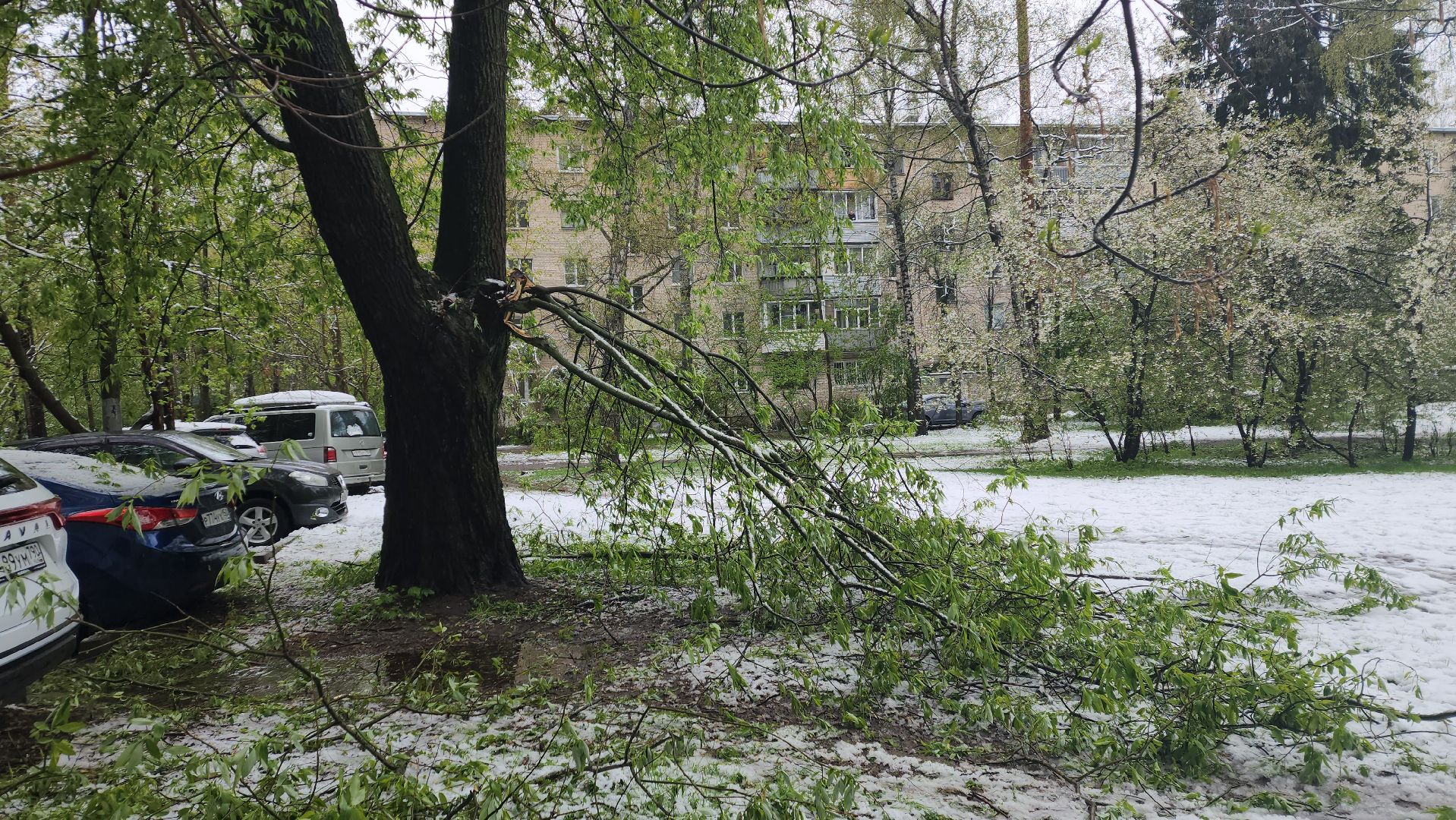 пушкино, ураган, снегопад, последствия непогоды, последствия снегопада, упало, упавшие деревья, коммунальная служба,