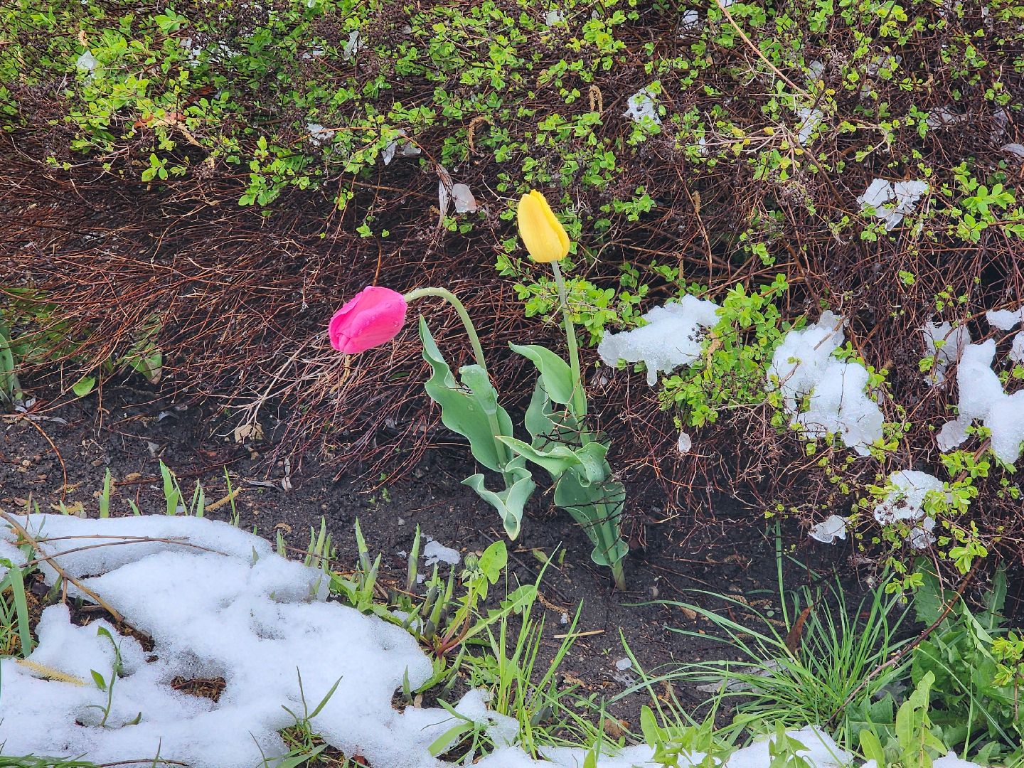мытищи, снегопад,