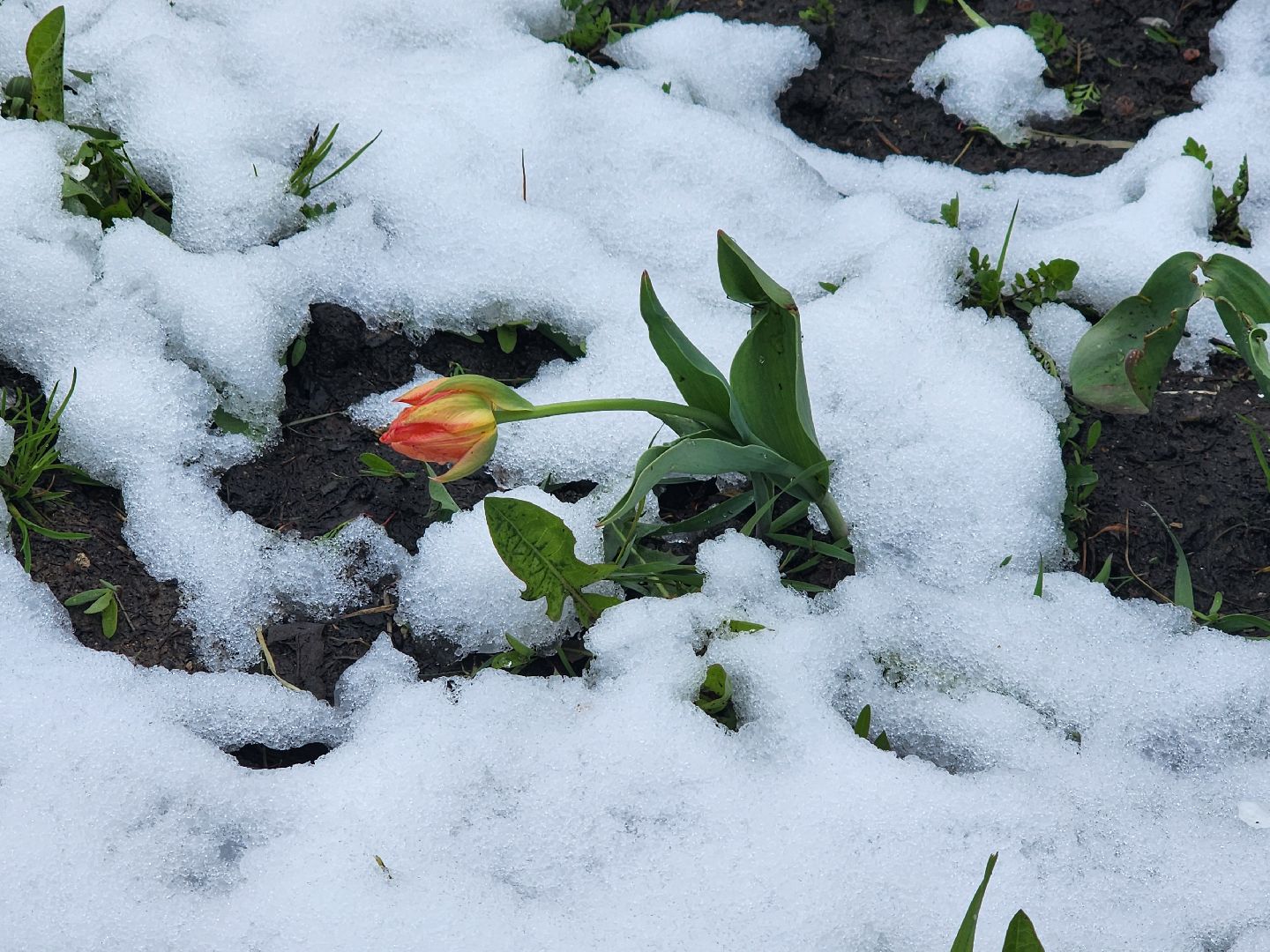 мытищи, снегопад,