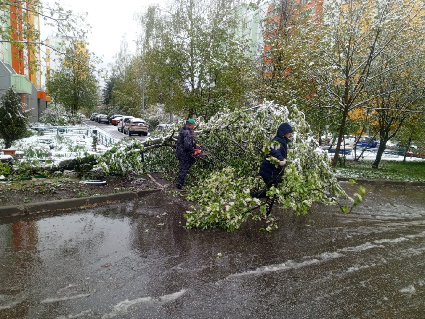 упало дерево, снег в мае,  стихия,  власиха коммунальные службы,
