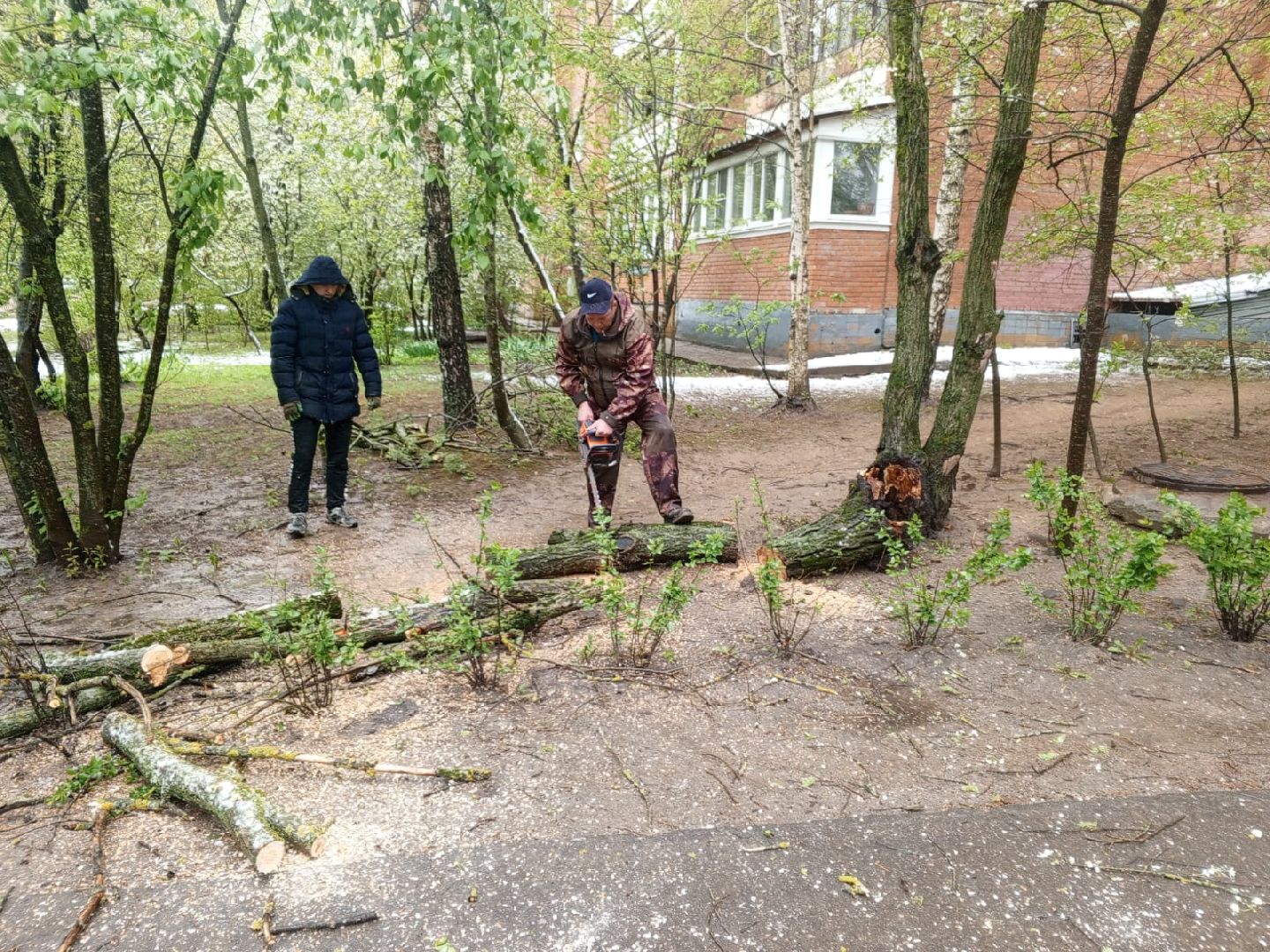 упало дерево, снег в мае,  стихия,  власиха коммунальные службы,