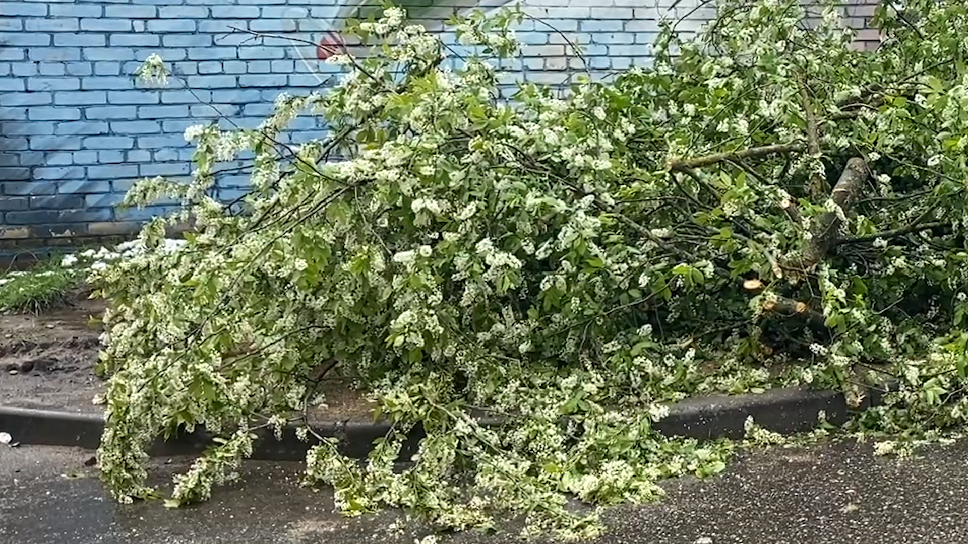 упало дерево, снег в мае,  стихия,  власиха коммунальные службы,