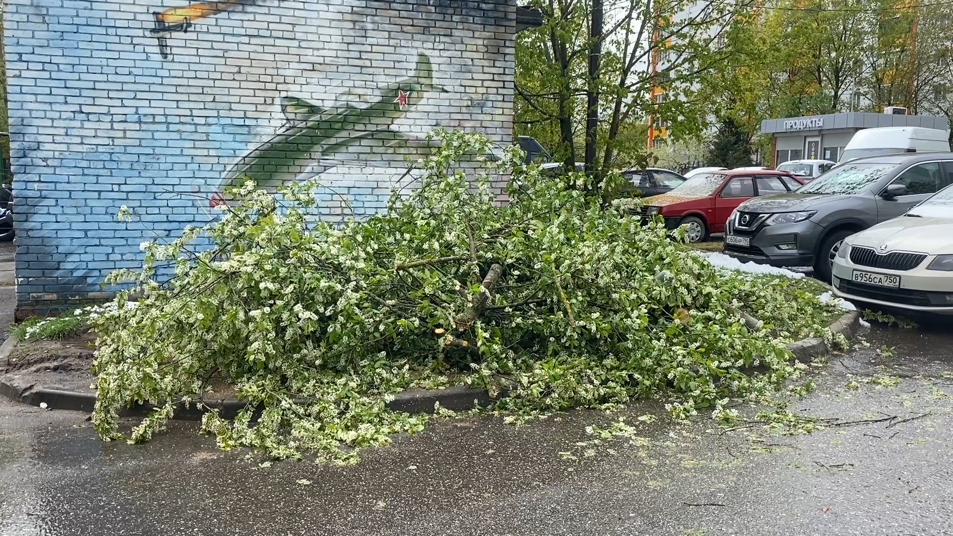упало дерево, снег в мае,  стихия,  власиха коммунальные службы,