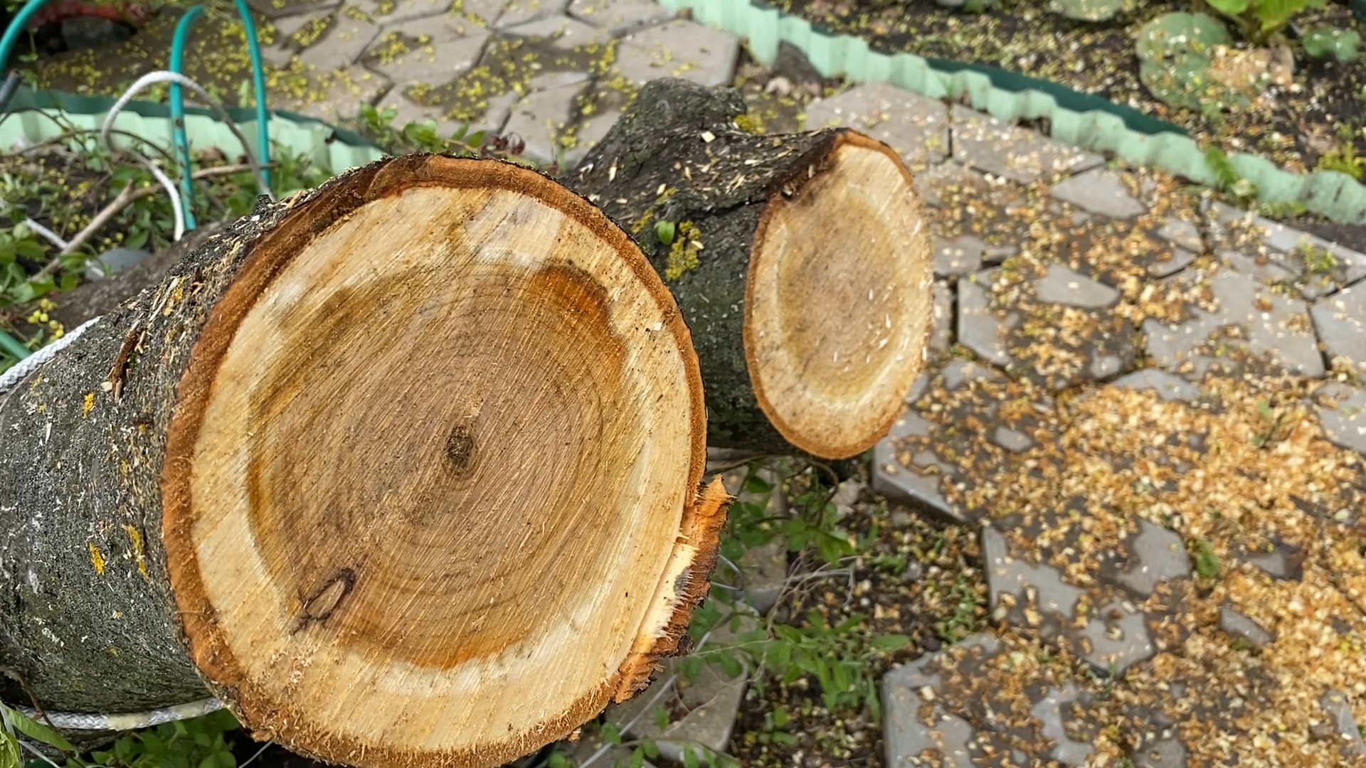 упало дерево, снег в мае,  стихия,  власиха коммунальные службы,