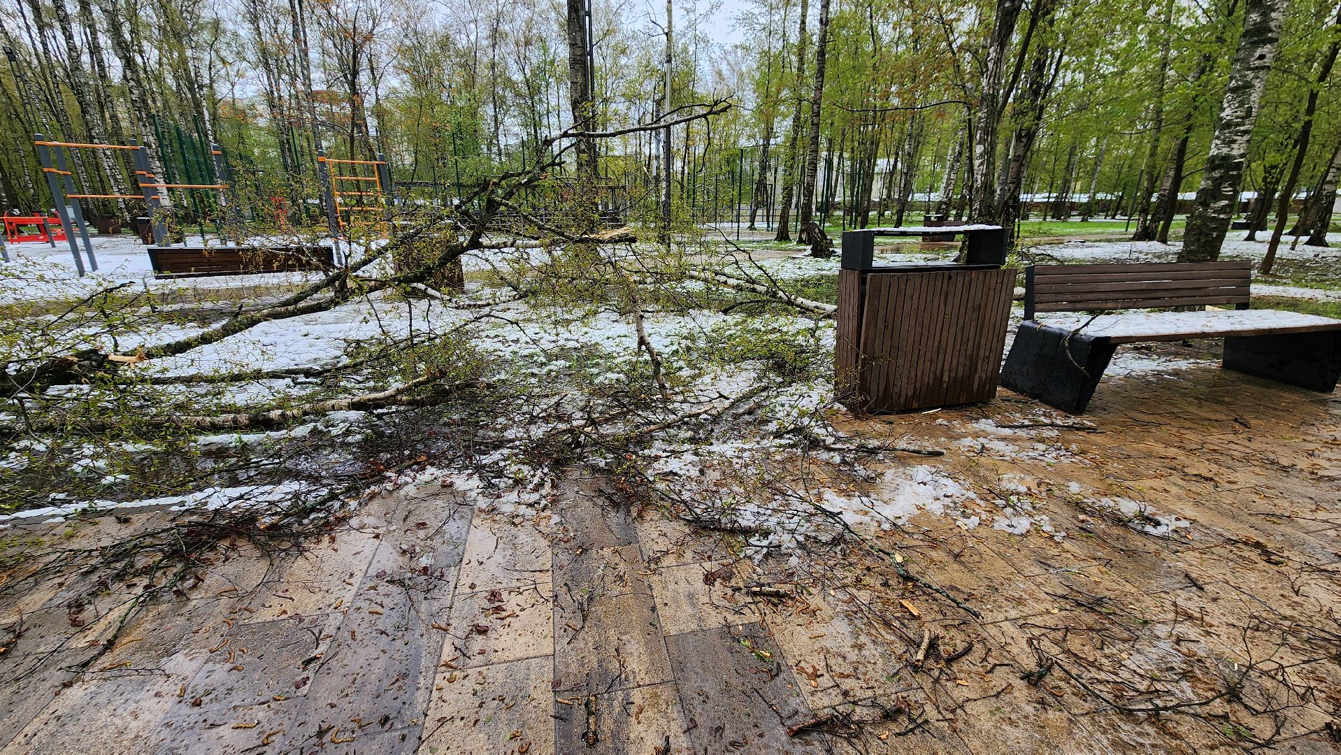 последствия стихии, Деревья, Лобня,