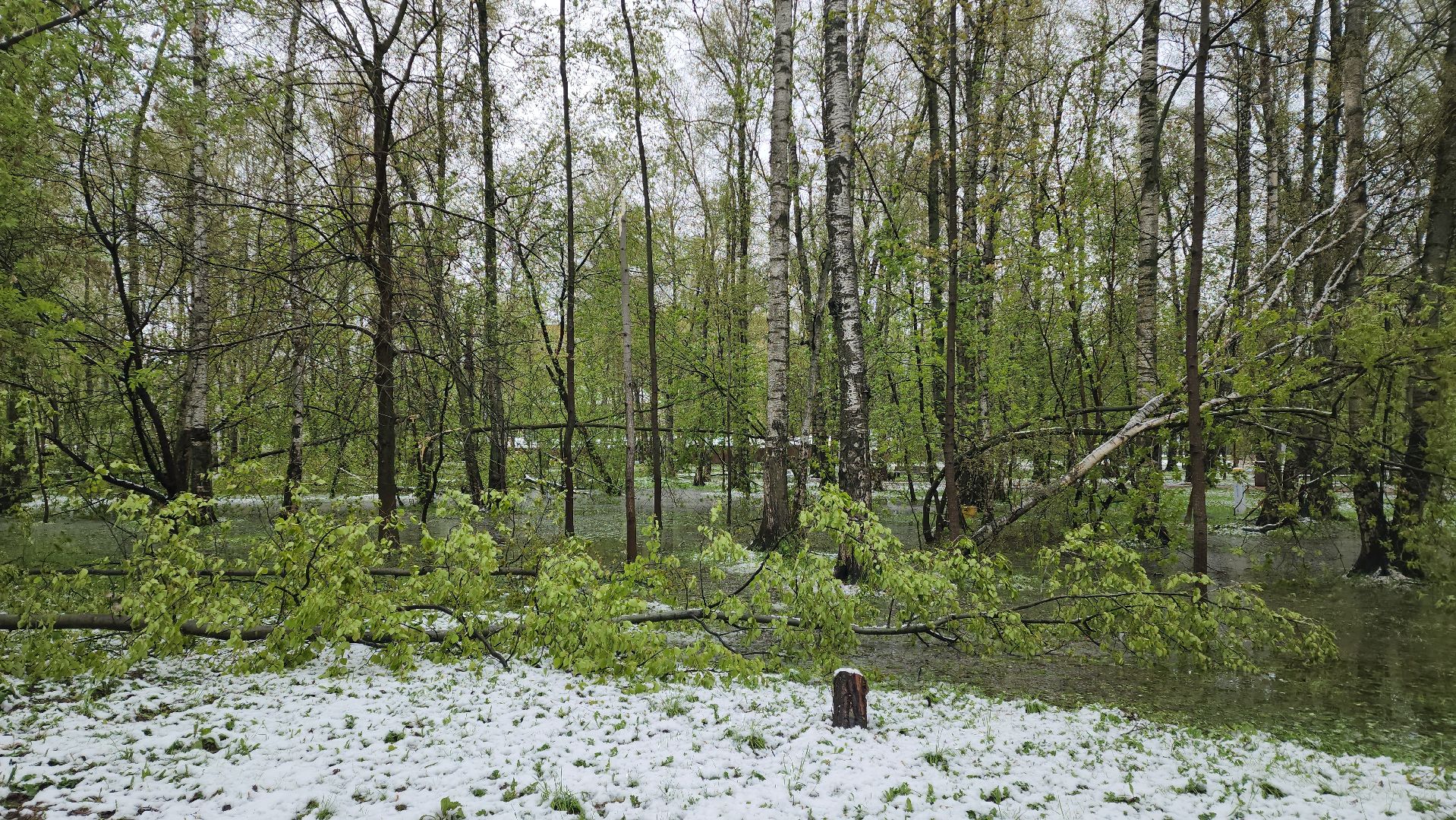 последствия стихии, Деревья, Лобня,