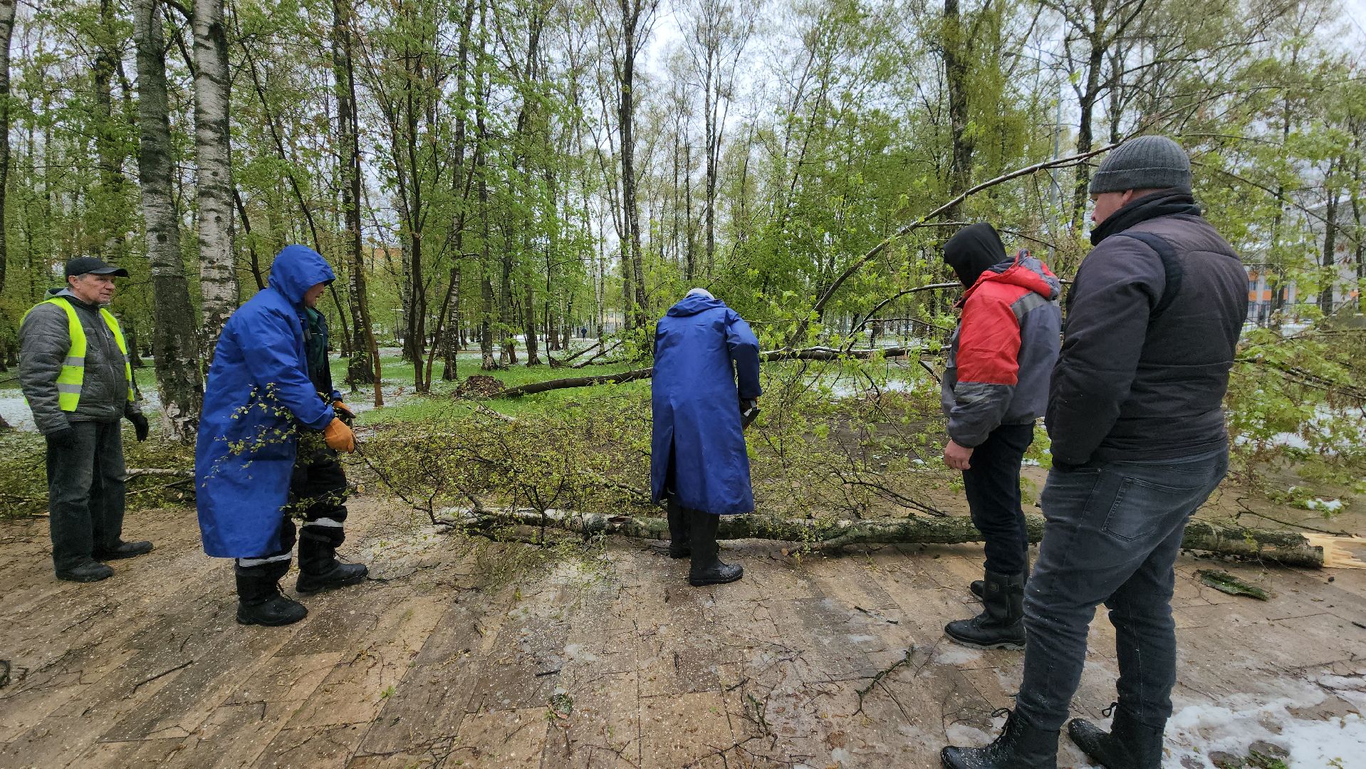 последствия стихии, Деревья, Лобня,