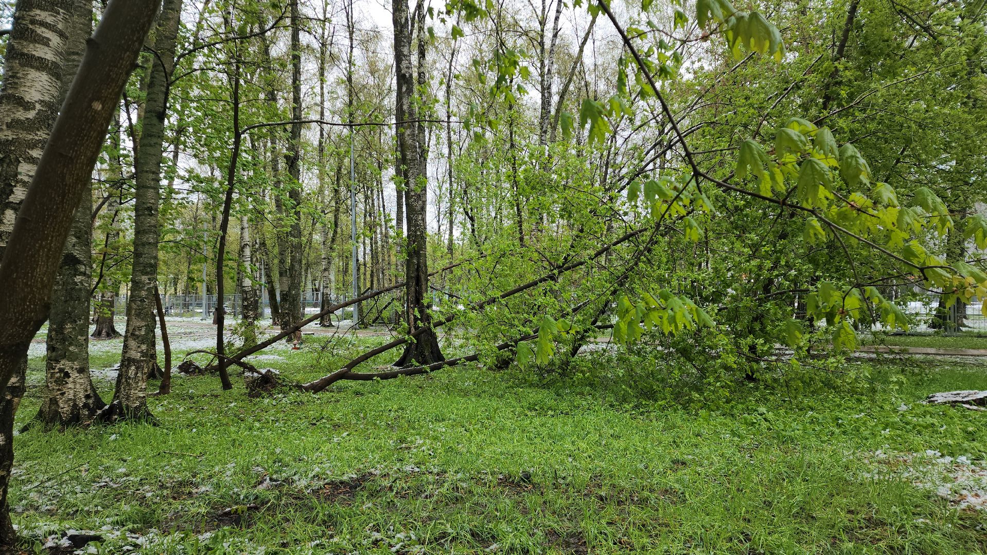 последствия стихии, Деревья, Лобня,