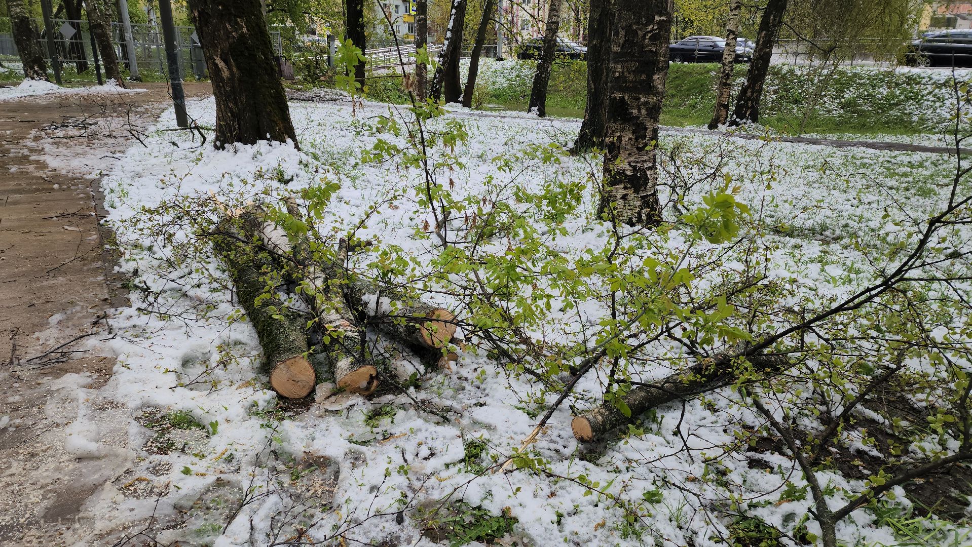 последствия стихии, Деревья, Лобня,