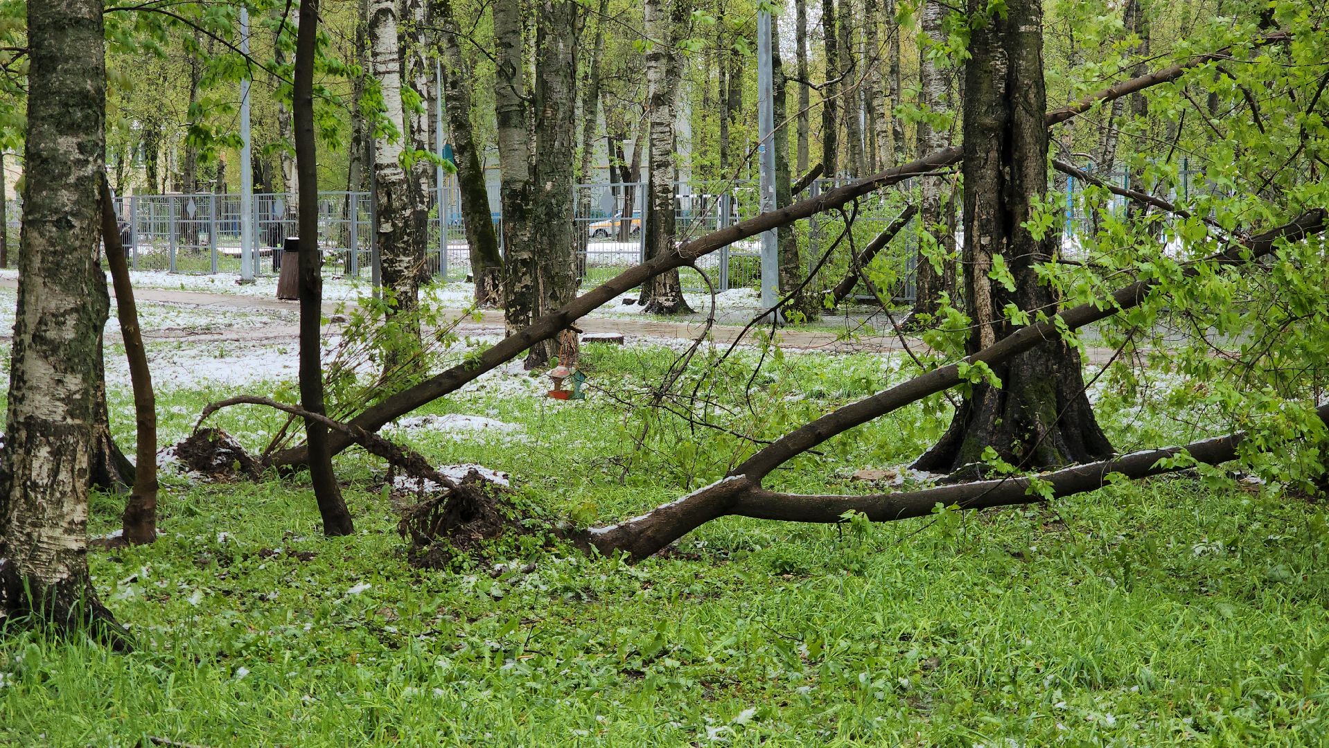 последствия стихии, Деревья, Лобня,