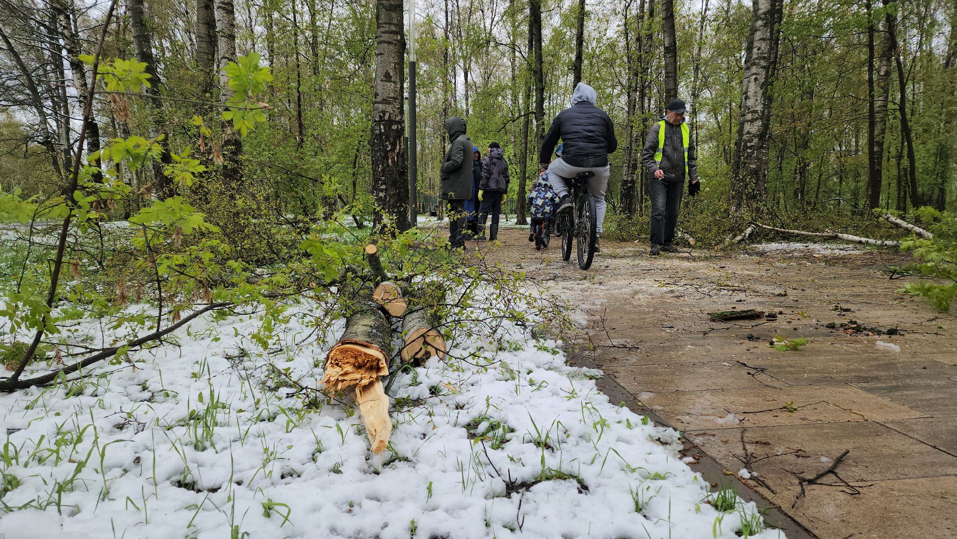 последствия стихии, Деревья, Лобня,
