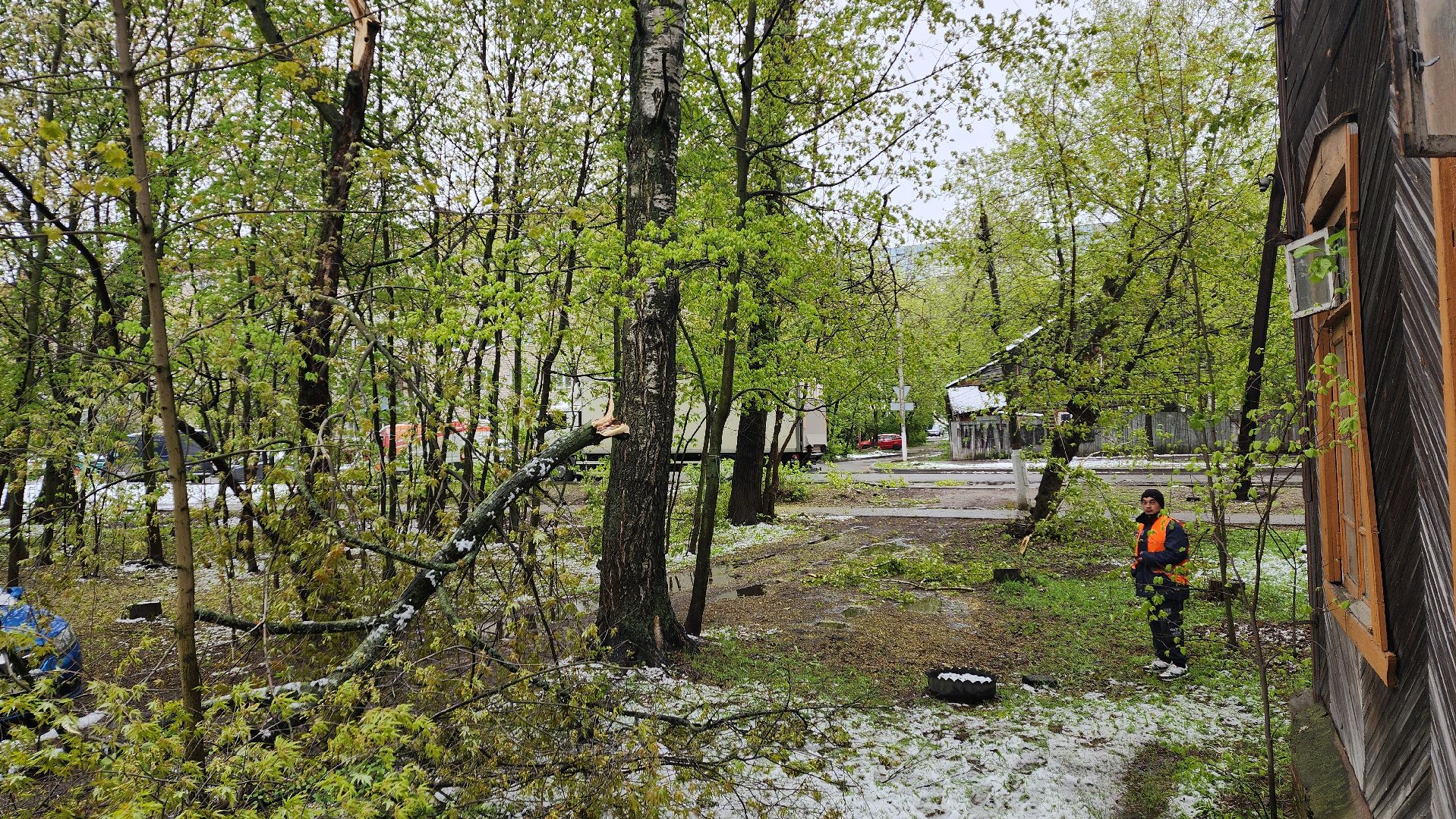 пушкино, ураган, упавшие деревья, коммунальные службы, устранение последствий урагана,