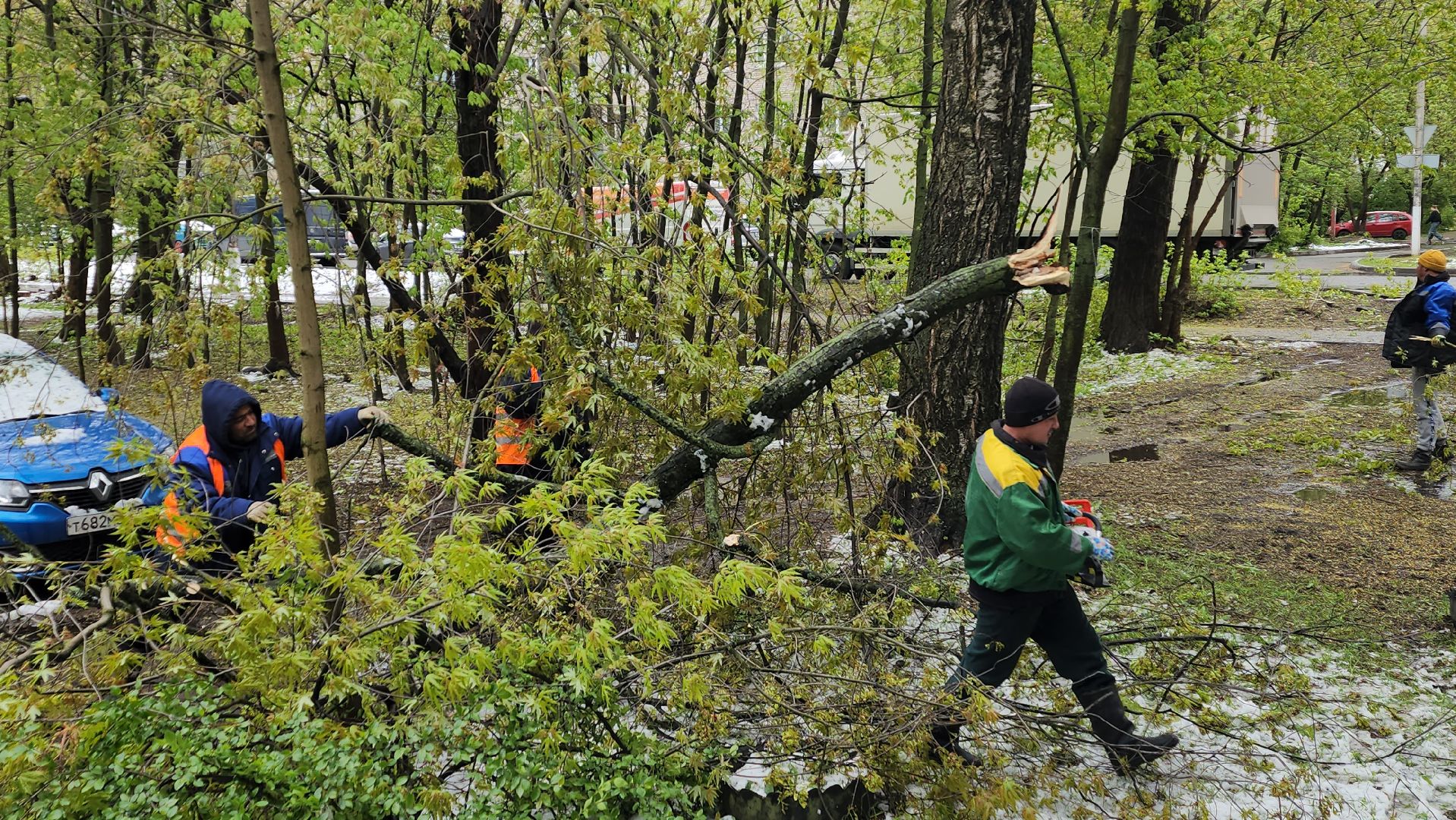 пушкино, ураган, упавшие деревья, коммунальные службы, устранение последствий урагана,