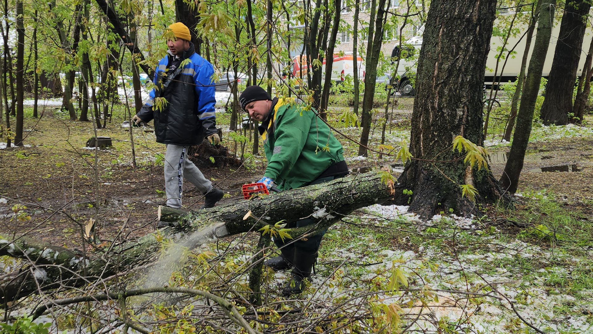 пушкино, ураган, упавшие деревья, коммунальные службы, устранение последствий урагана,