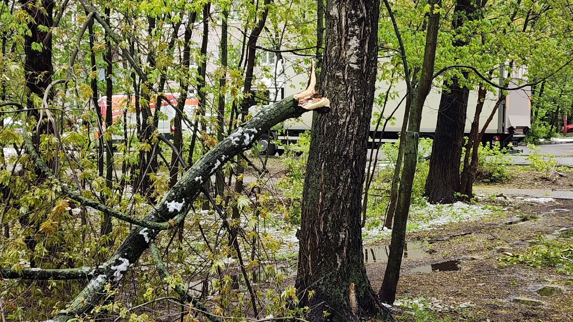 пушкино, ураган, упавшие деревья, коммунальные службы, устранение последствий урагана,